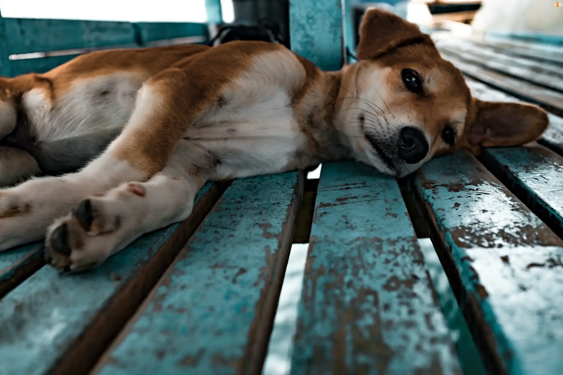 Ławka, Leżący, Pies, Shiba Inu