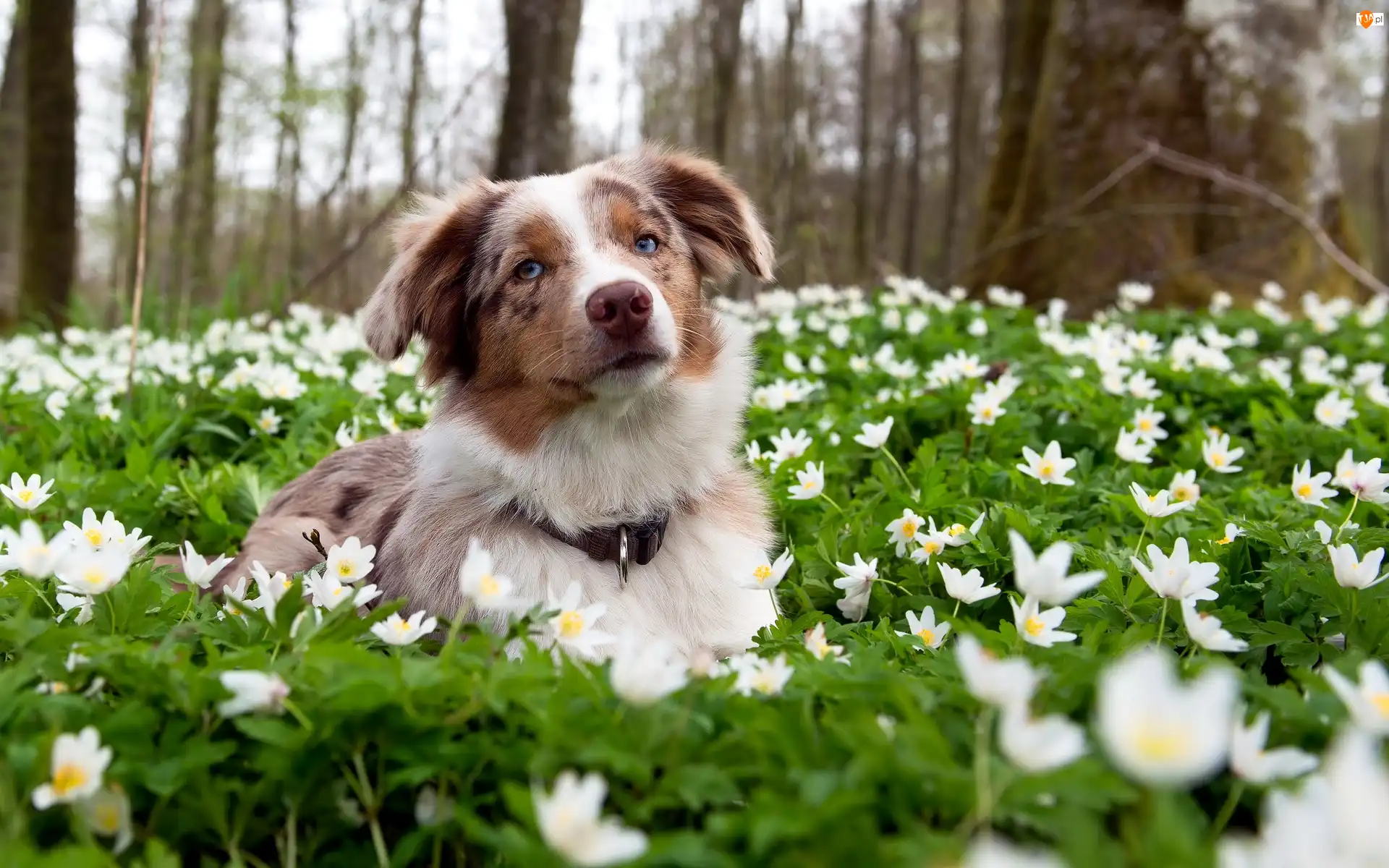 Kwiaty, Border Collie, Łąka, Białe
