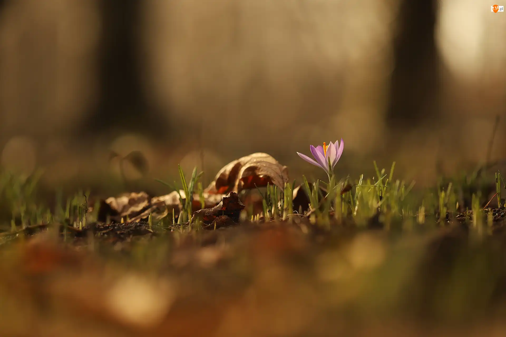 Suche, Trawa, Krokus, Fioletowy, Liście