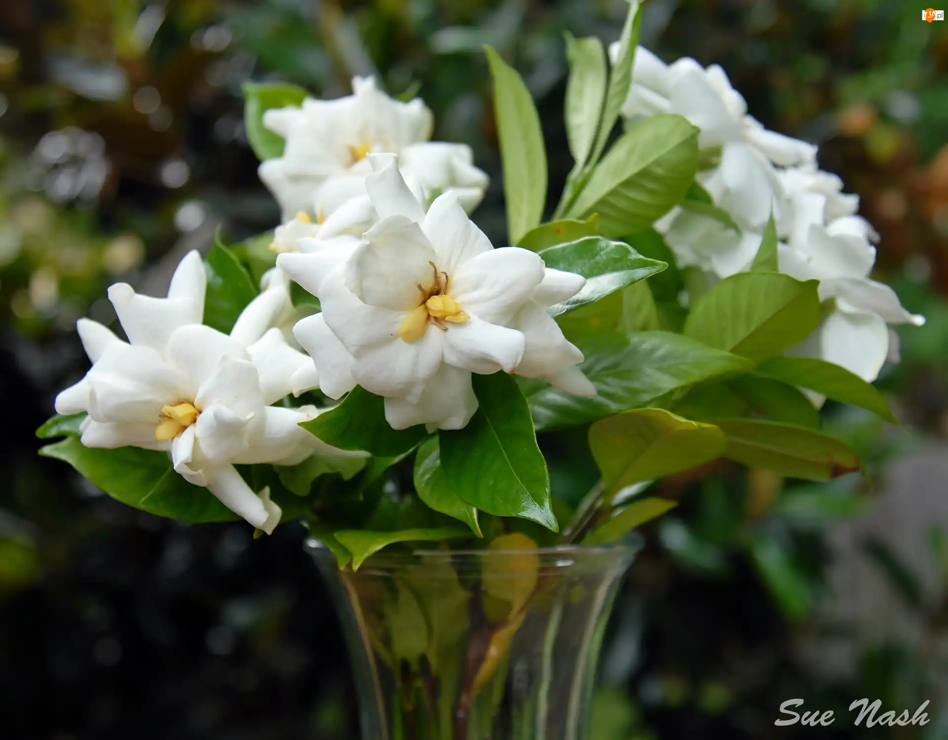 Rozmycie, biała Gardenia, Bukiet, Wazon