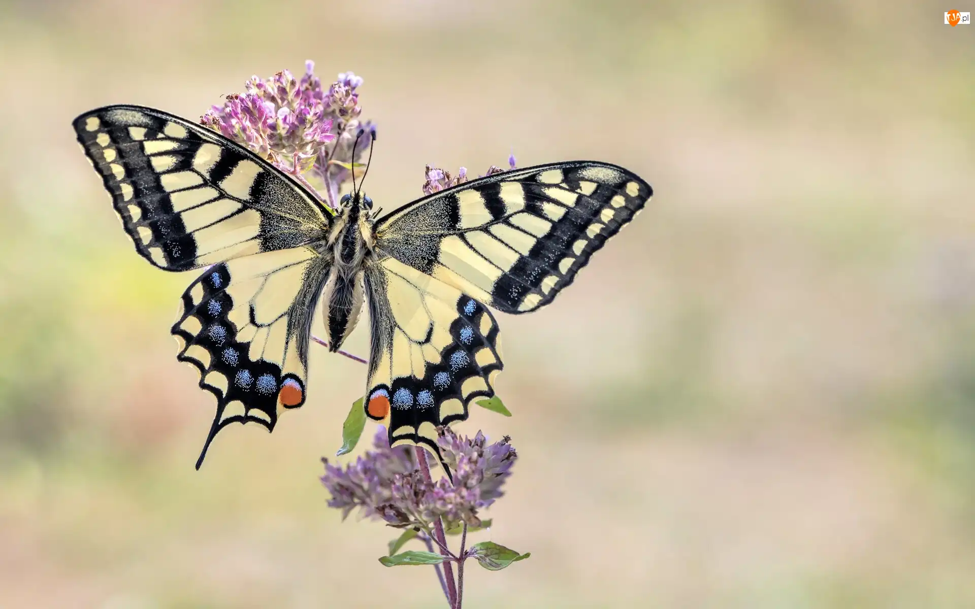Gałązka, Motyl, Paź królowej, Kwiaty