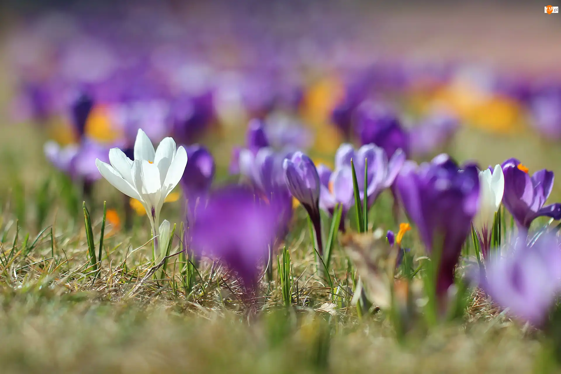 Rozmyte, Krokusy, Krokus, Biały, Fioletowe