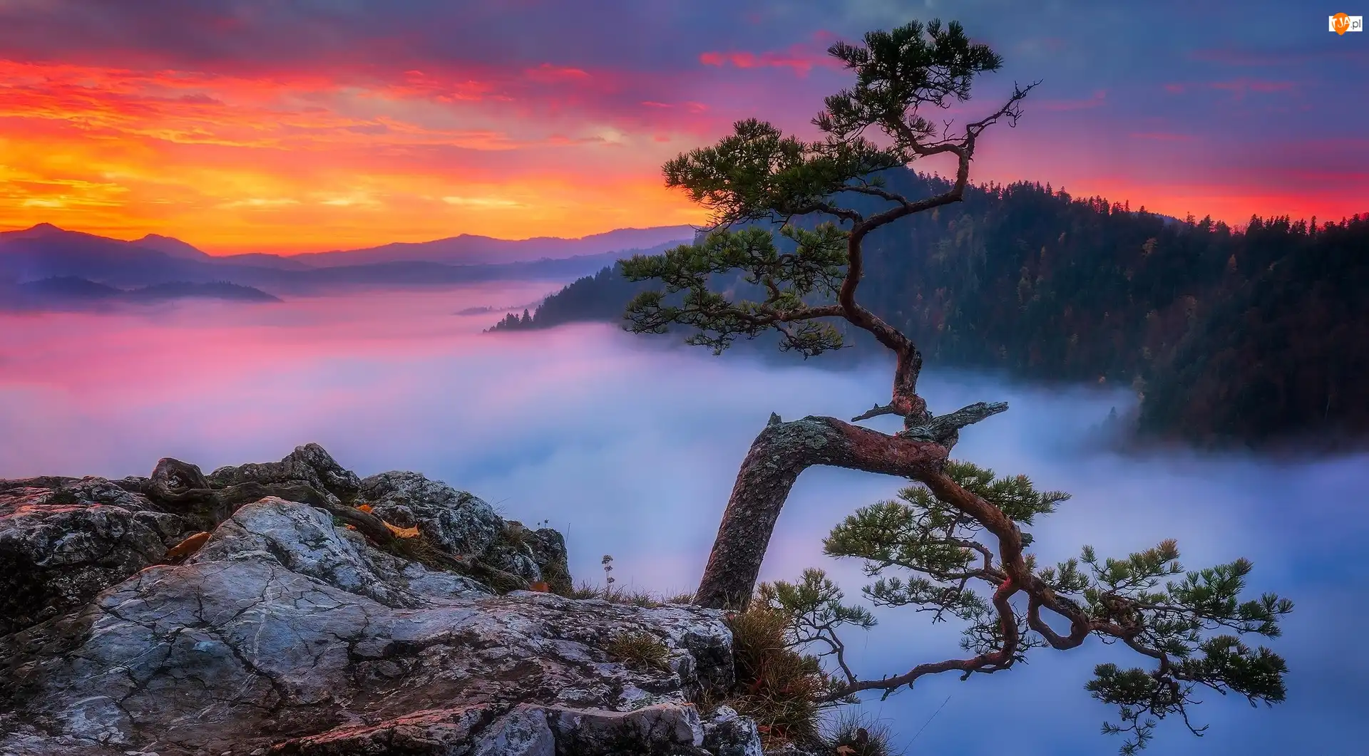 Sosna, Góry Pieniny, Drzewo, Mgła, Skały, Szczyt Sokolica, Pieniński Park Narodowy, Polska, Zachód słońca