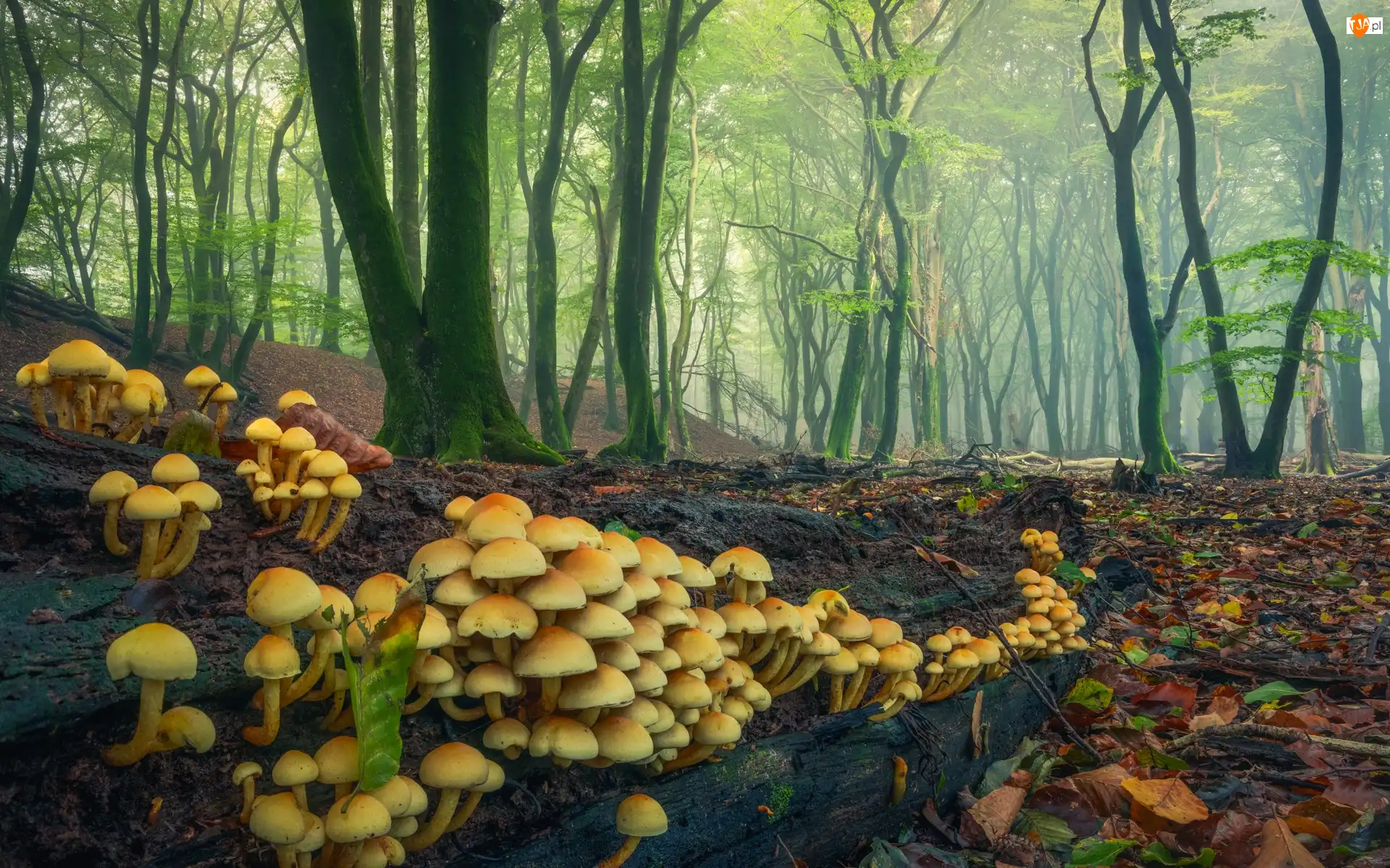 Liście, Las, Drzewa, Grzyby