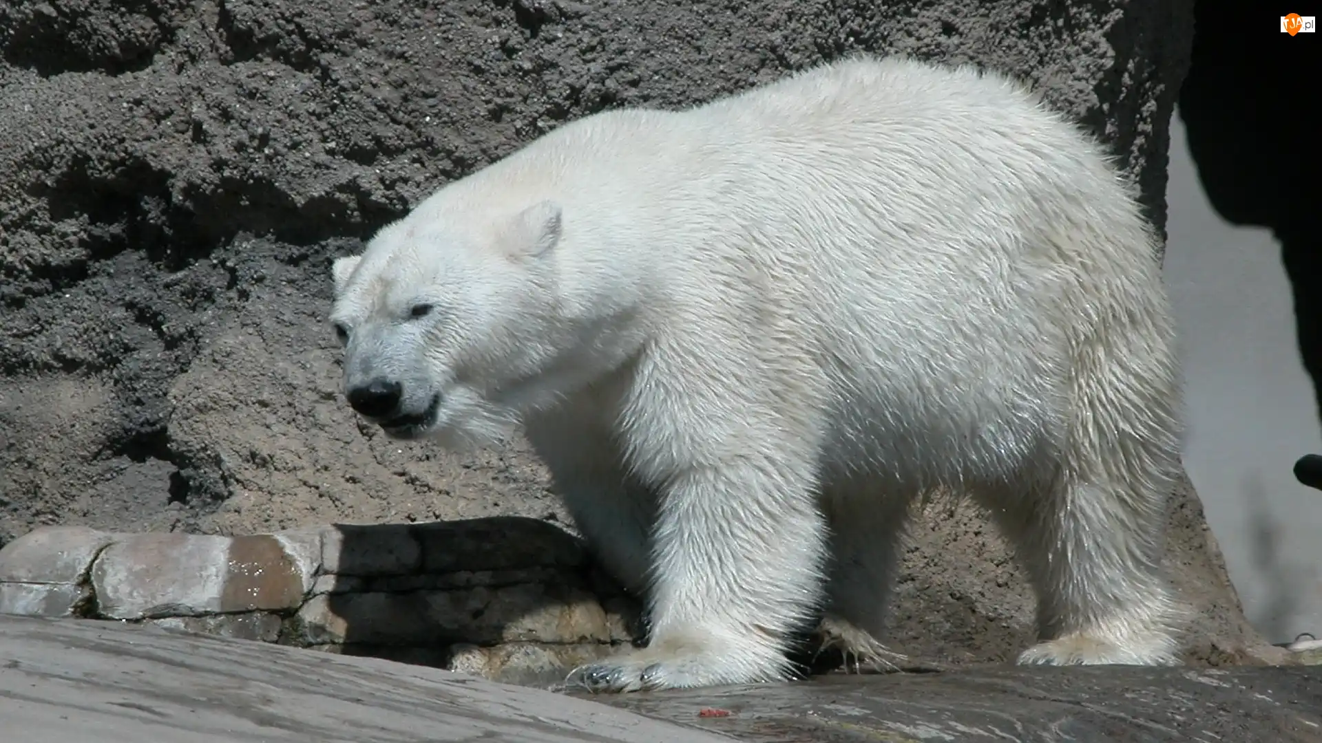 Skały, Niedźwiedź, Polarny