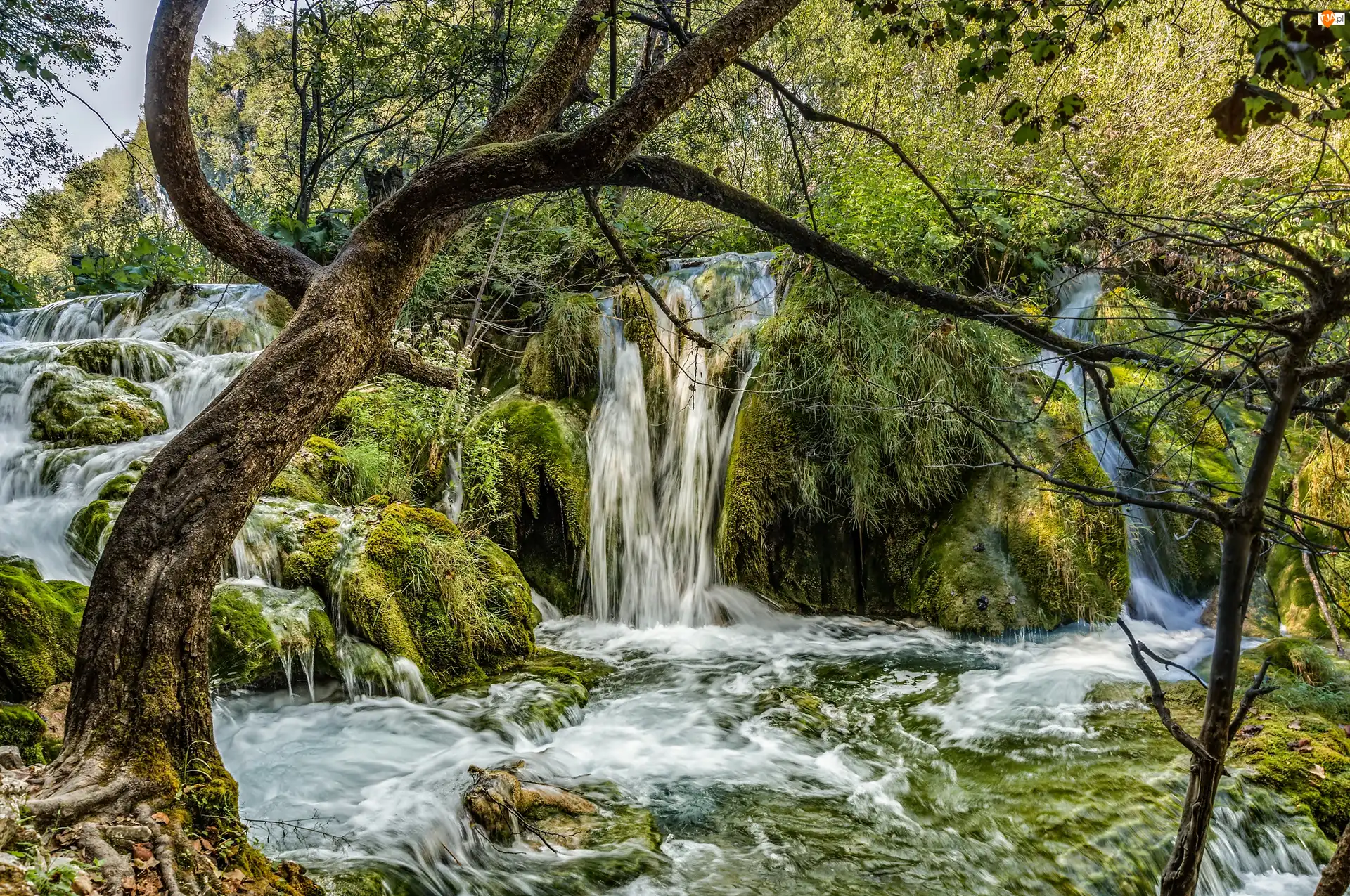 Drzewa, Chorwacja, Park Narodowy Jezior Plitvickich, Wodospad