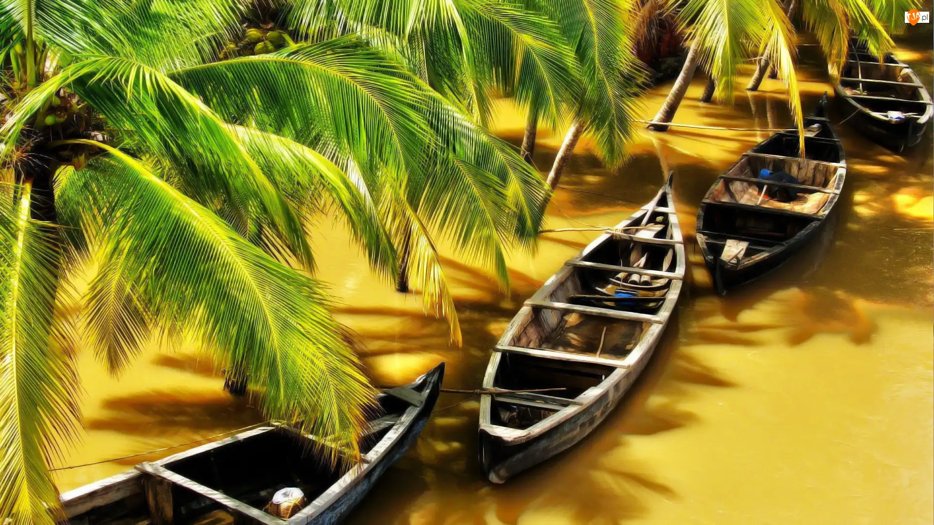 Palm, Łodzie, Gałązki