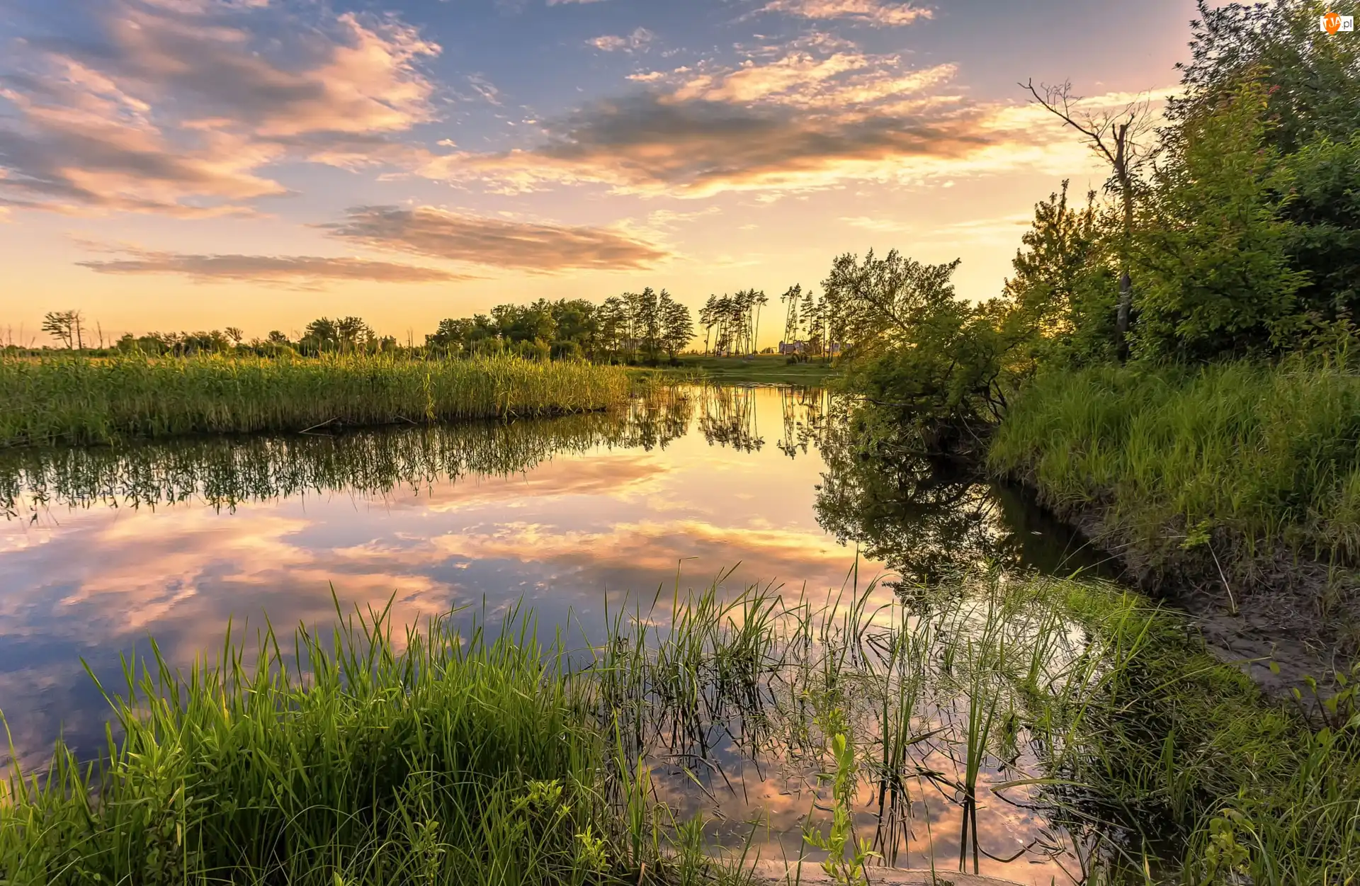 Trawa, Zachód słońca, Szuwary, Jezioro, Drzewa