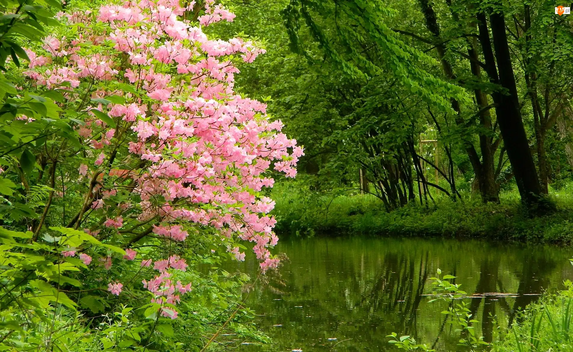 Krzew, Park, Jeziorko, Kwitnący