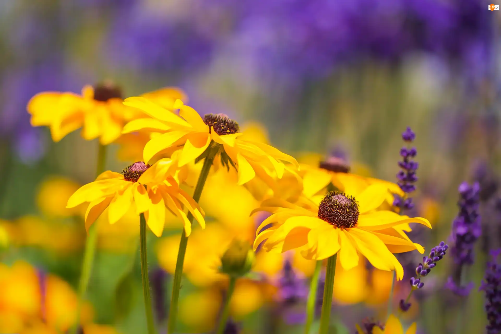 Zbliżenie, Kwiaty, Rudbekia