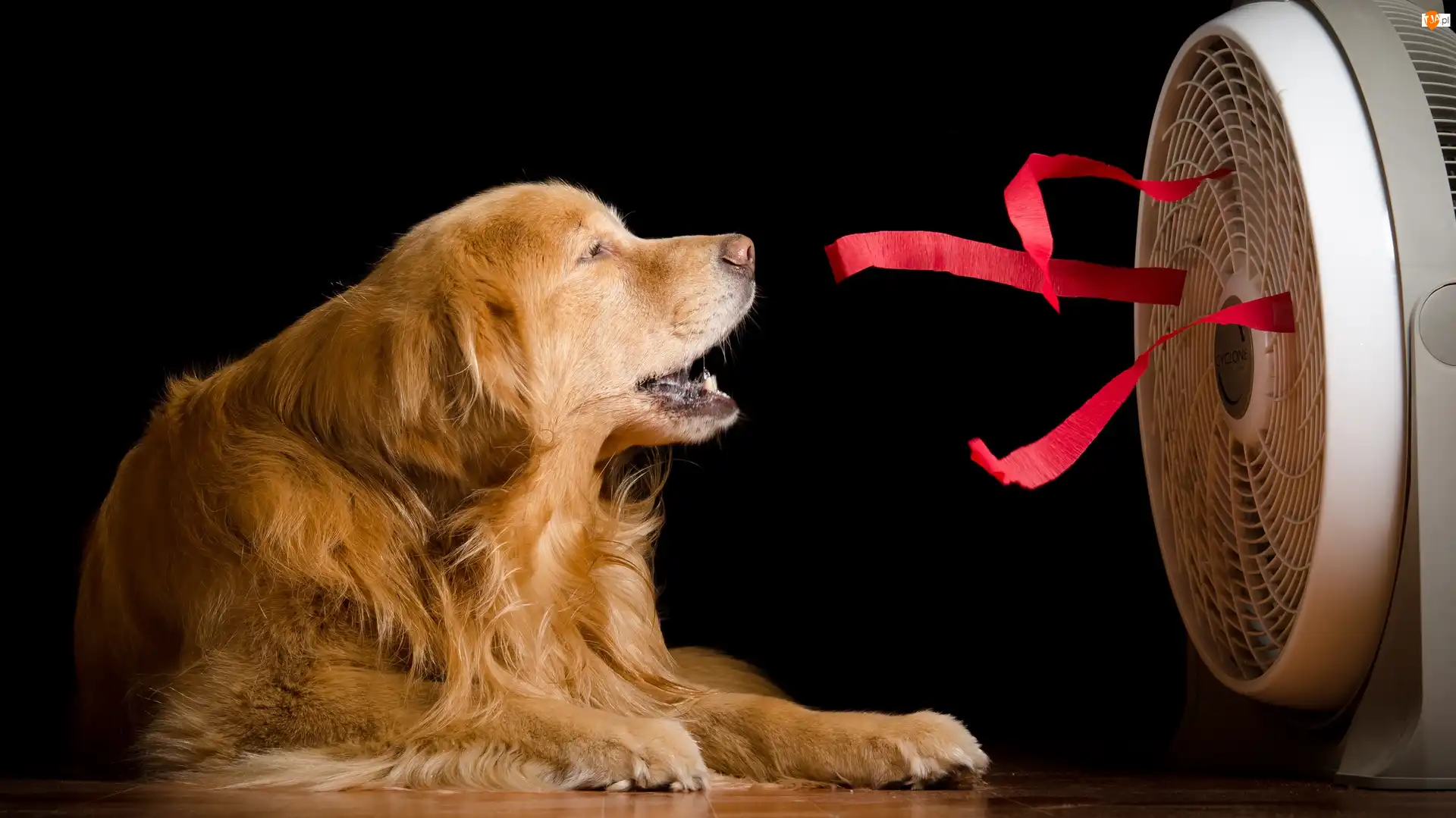 Wiatrak, Czarne tło, Golden retriever, Pies, Wstążki