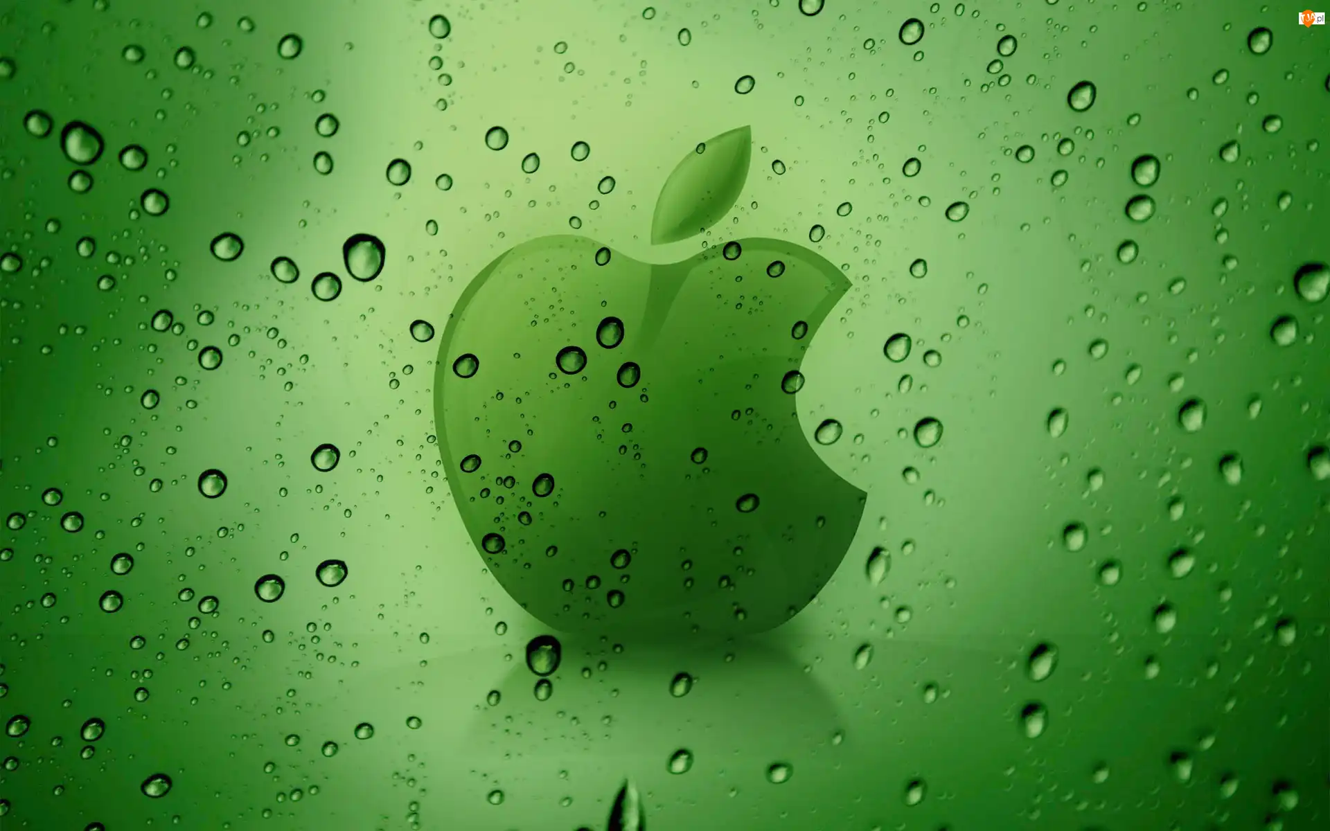 Zielone, Rosa, Apple, Logo, Tło