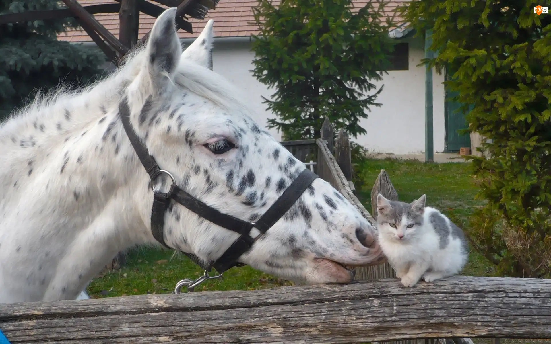Kotek, Koń, Zagroda, Płot