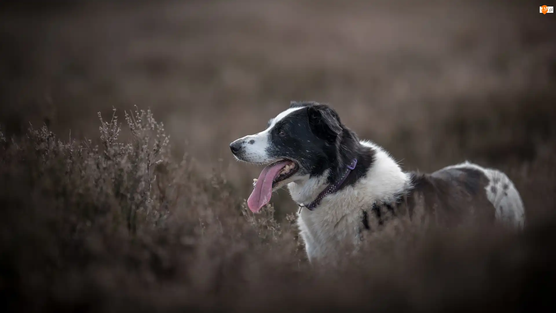 Border collie, Pies, Jęzor, Rośliny, Mordka, Łąka