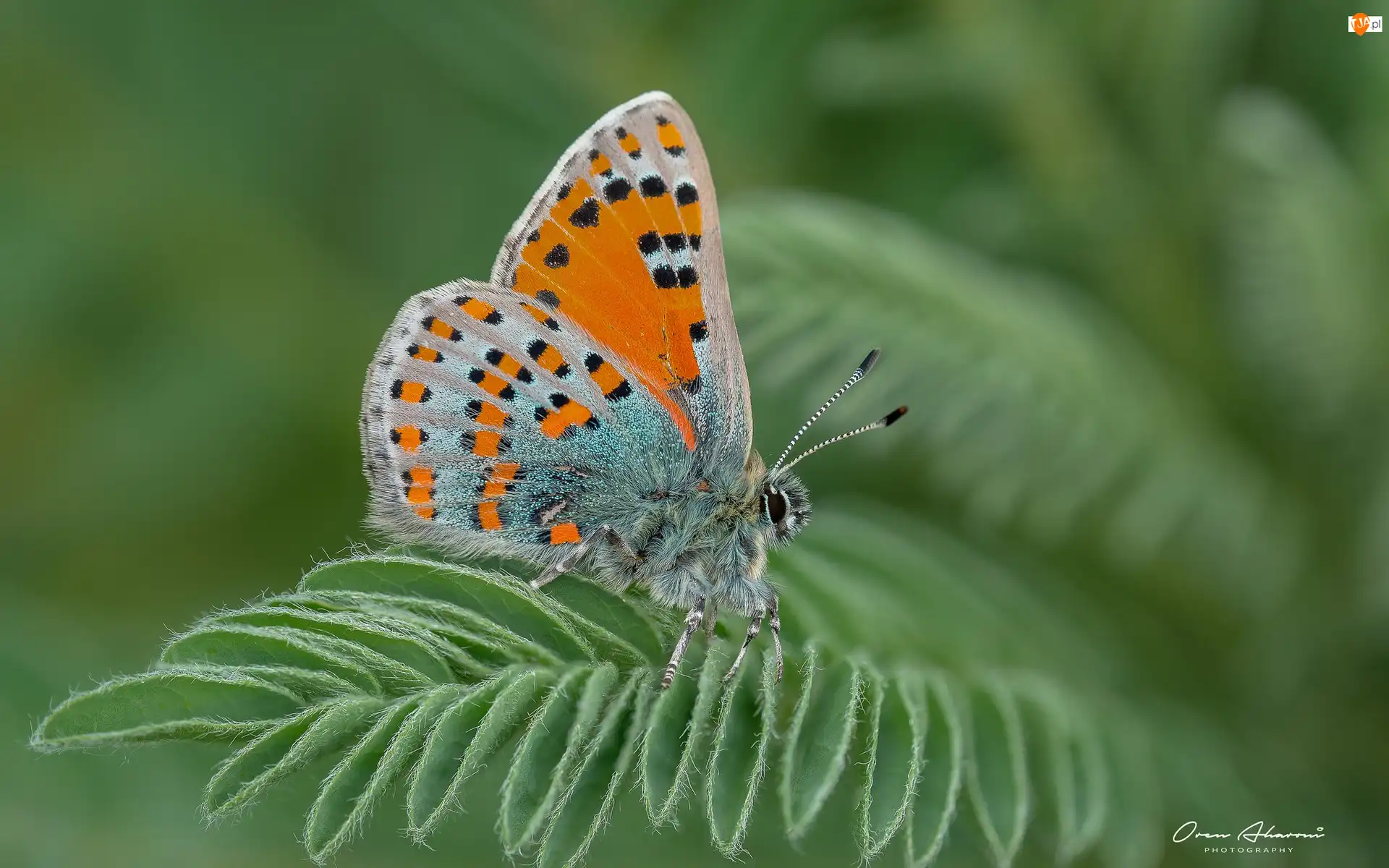 Makro, Motyl, Liść