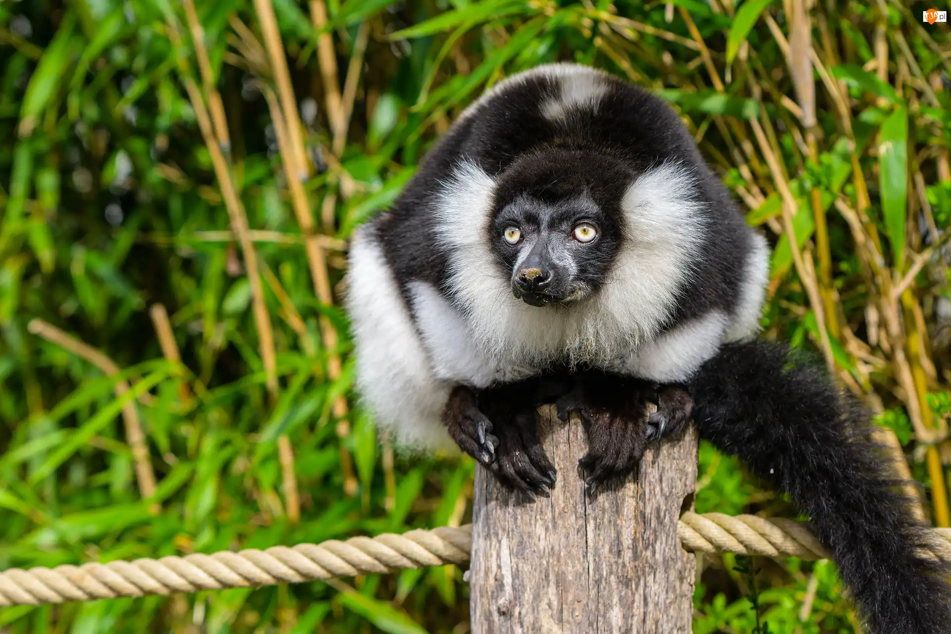 Słupek, Czarno-biały, Lemur