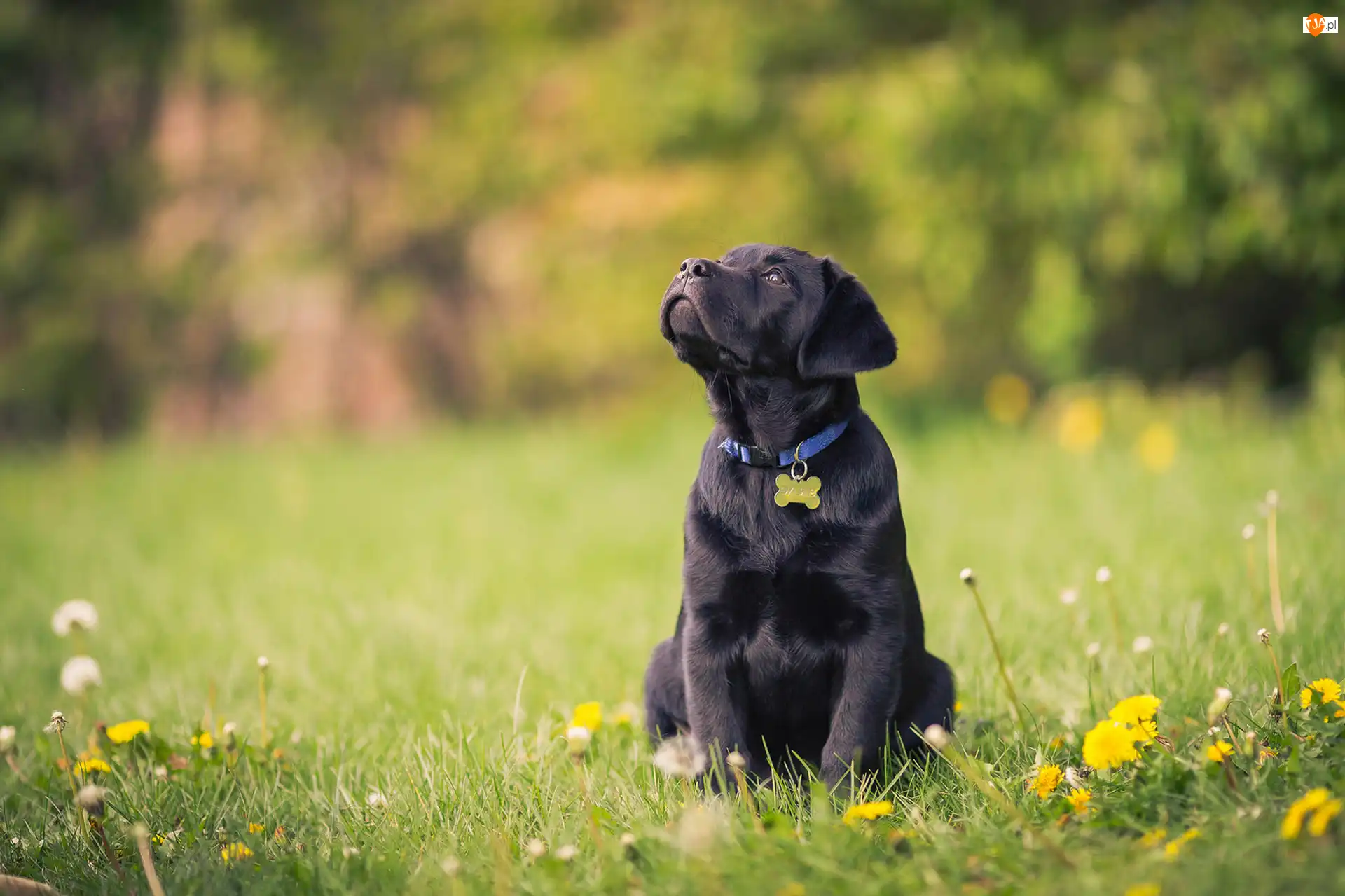 Szczeniaczek, Słodki, Polana, Las, Labrador retriever, Kwiaty