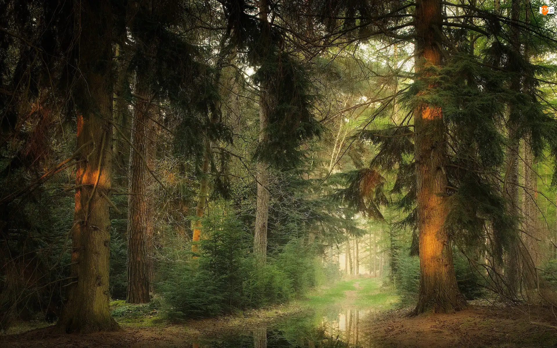 Kałuża, Las, Drzewa, Wiosna