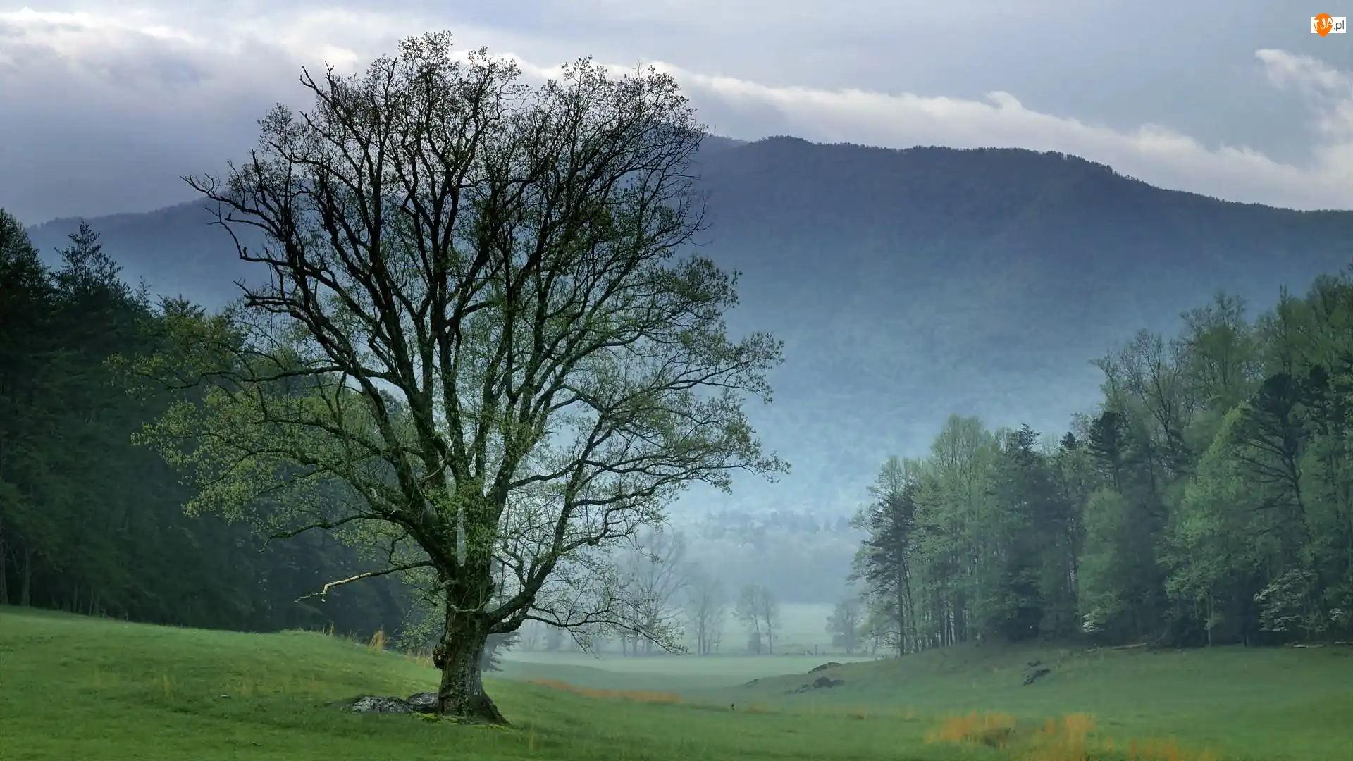 Park, Narodowy, Mgła, Tennessee, Łąka, Las, Góry