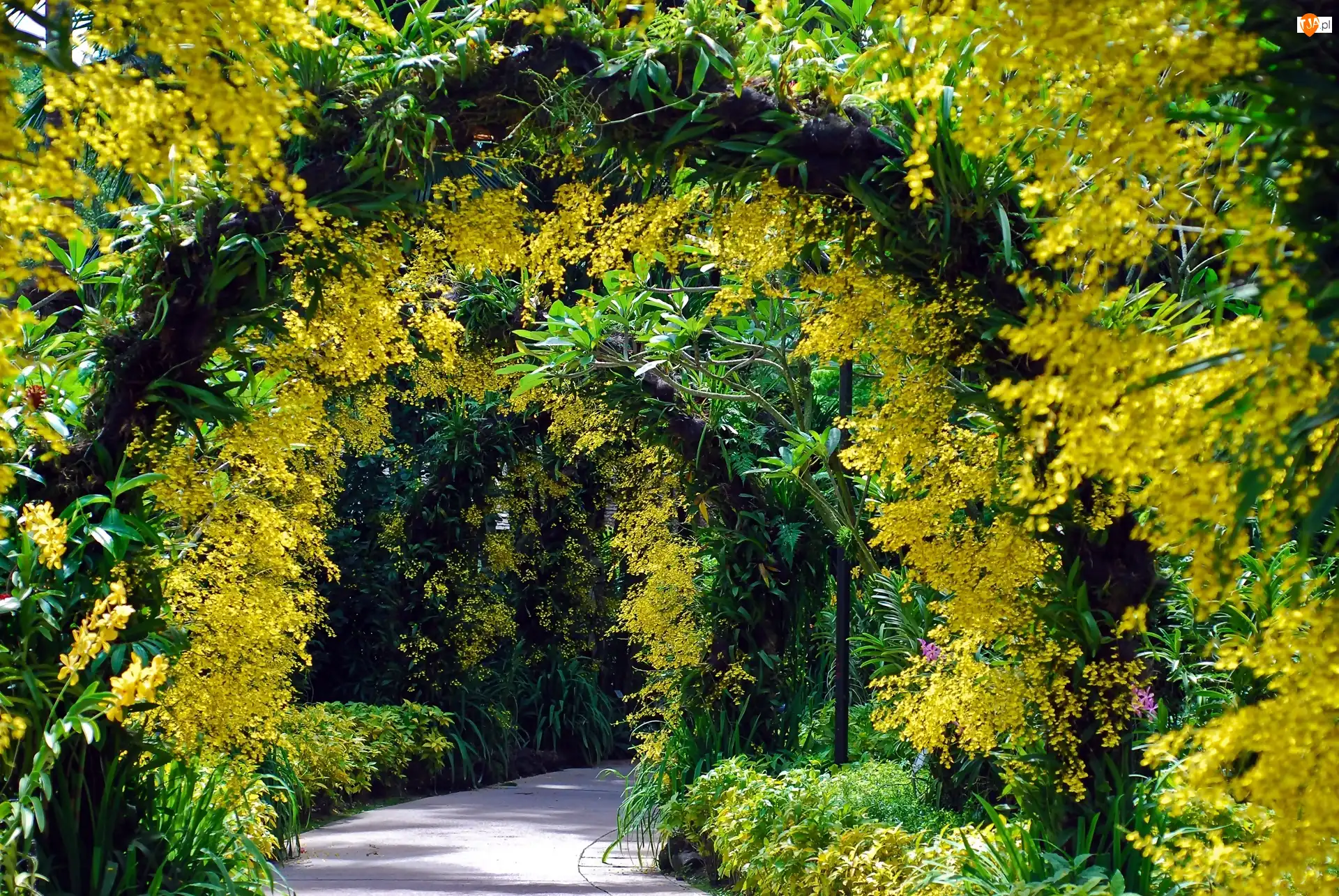 Łuki, Singapur, Krzewy, Drzewa, Ogród Botaniczny