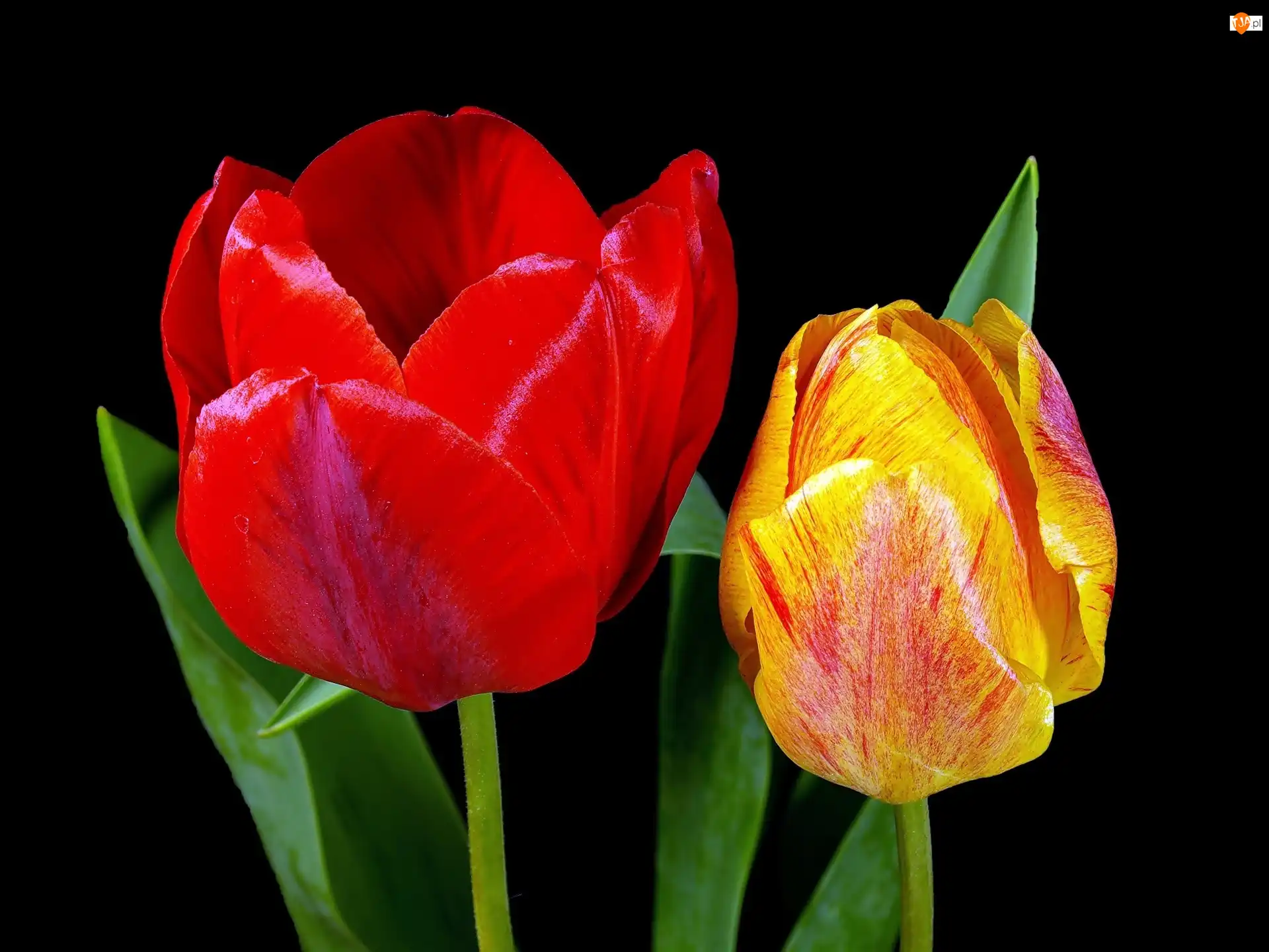 Tulipany, Dwa
