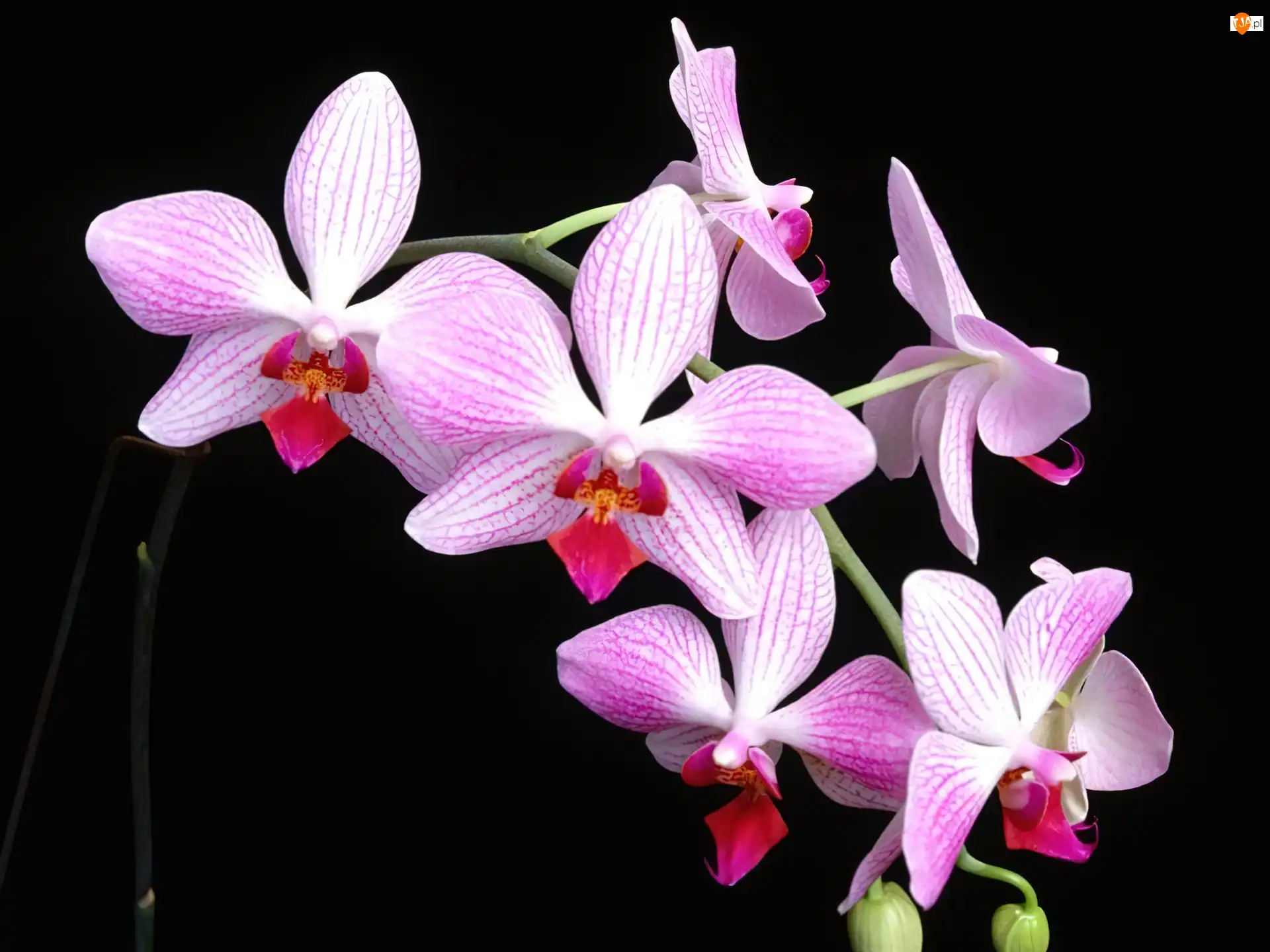 Orchidea, Liliowo, Biała