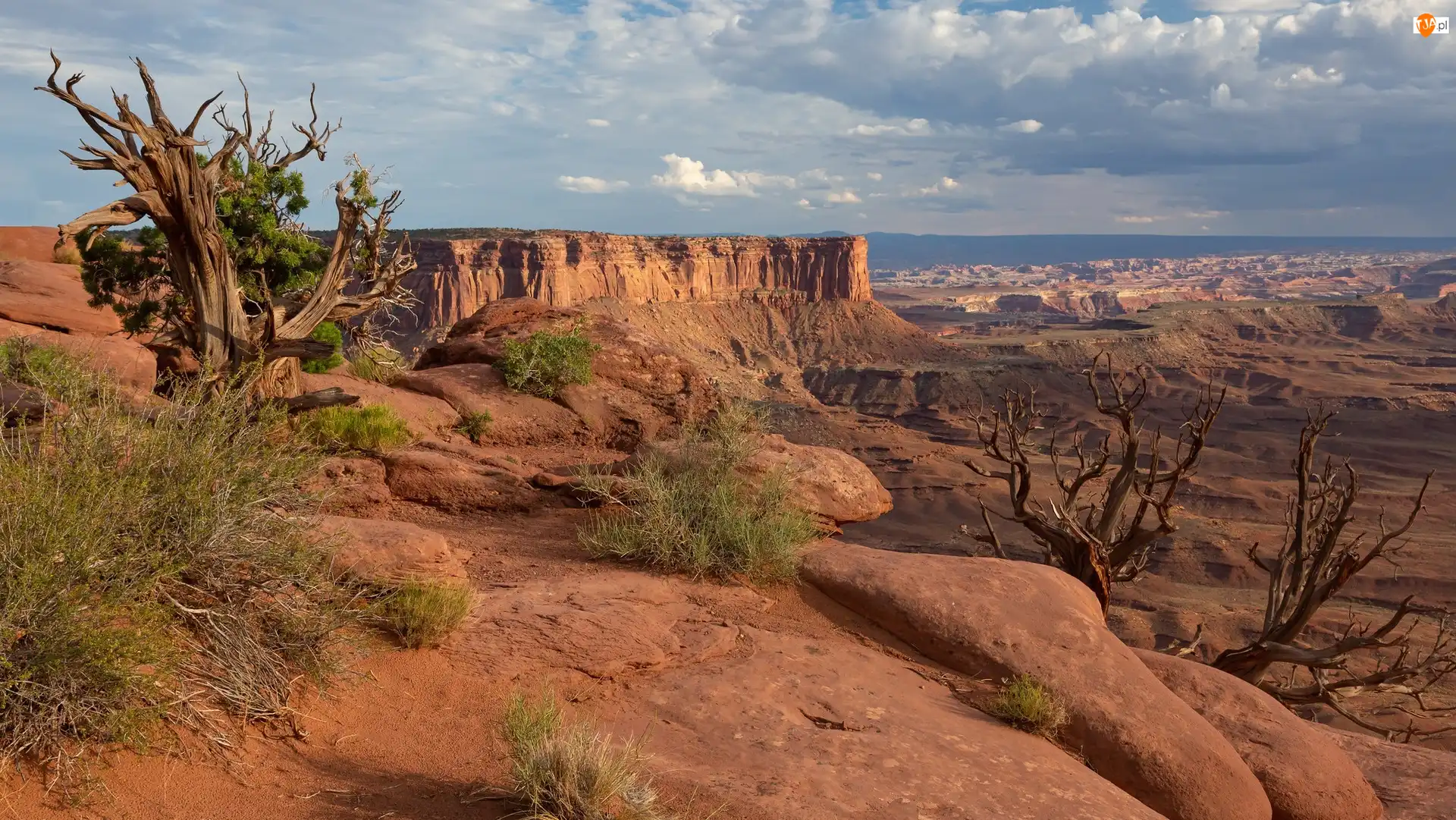 Rośliny, Stany Zjednoczone, Park Narodowy Canyonlands, Kanion, Stan Utah