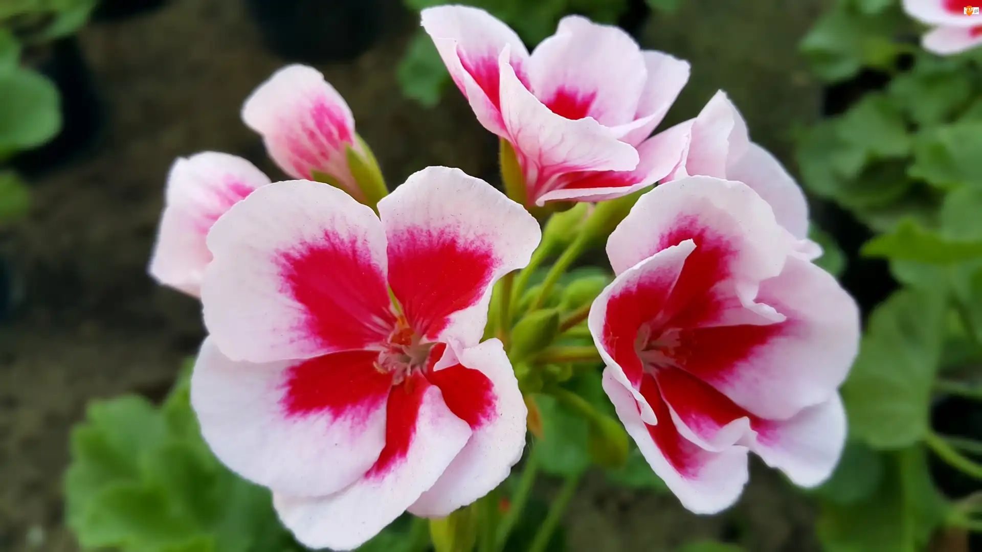 Pelargonia, Biało, Czerwona