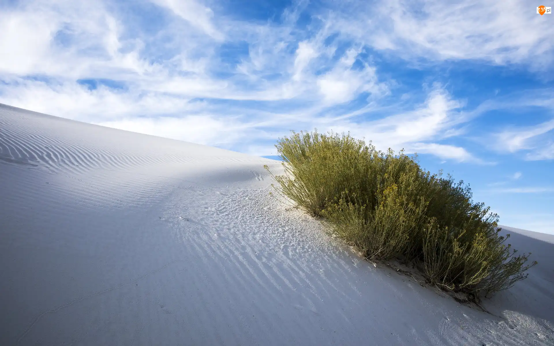Stany Zjednoczone, Wydma, Nowy Meksyk, Pomnik narodowy, White Sands National Monument, Rośliny, Biały, Pustynia, Piasek