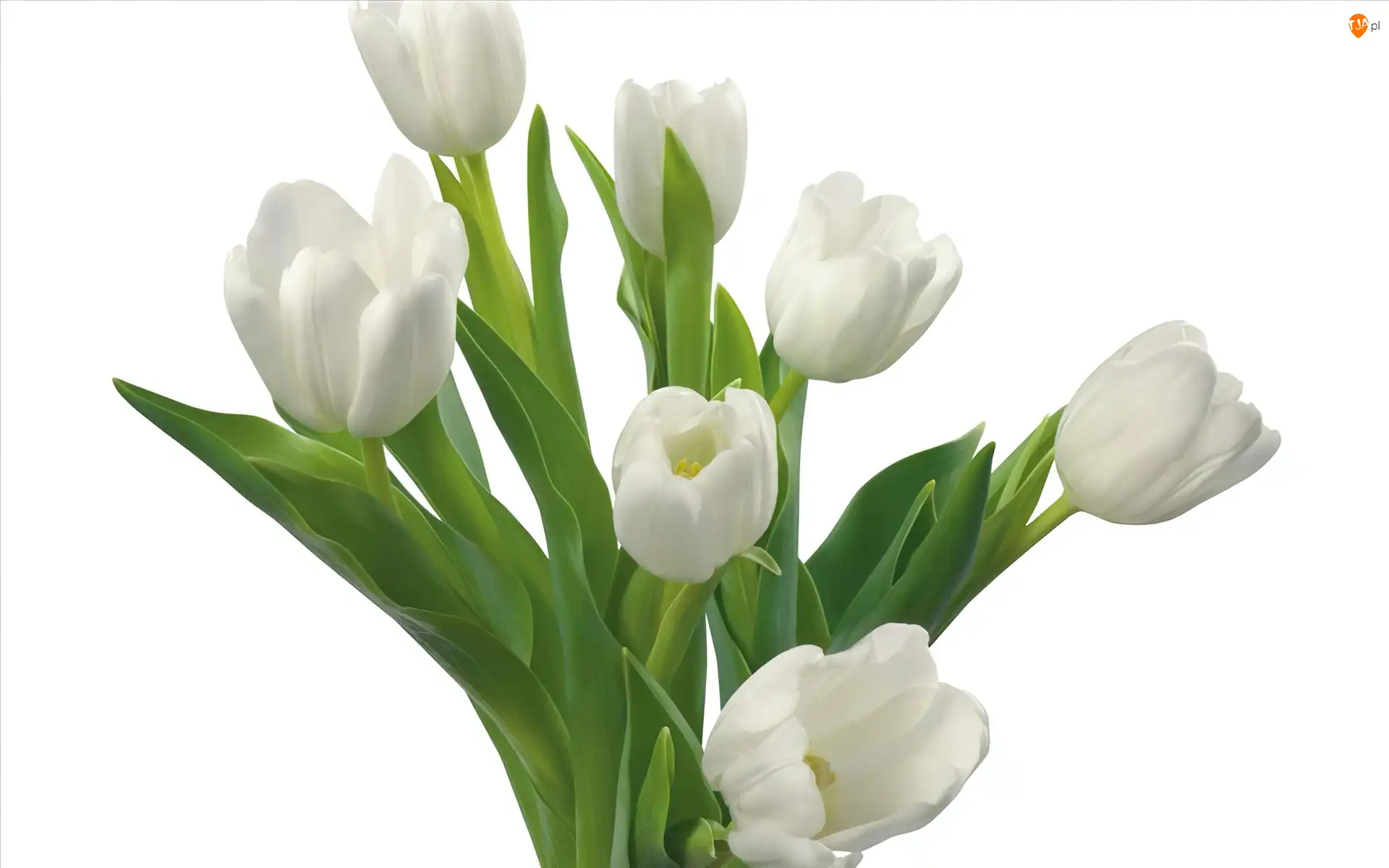 Łodygi, Białe, Tulipany
