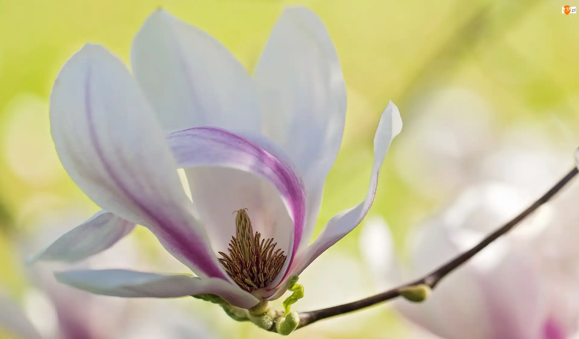 Gałązka, Magnolia, Kwiat