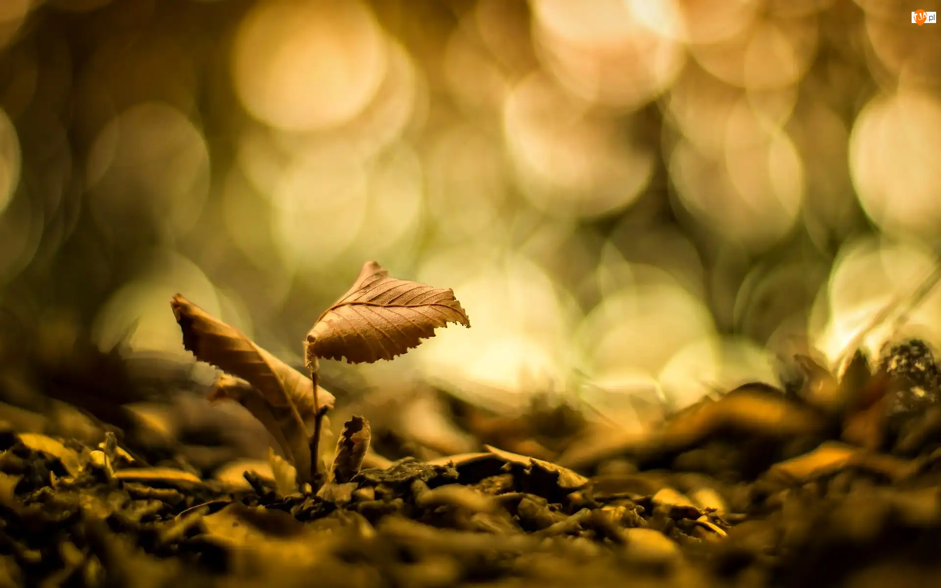 Bokeh, Liście, Światło