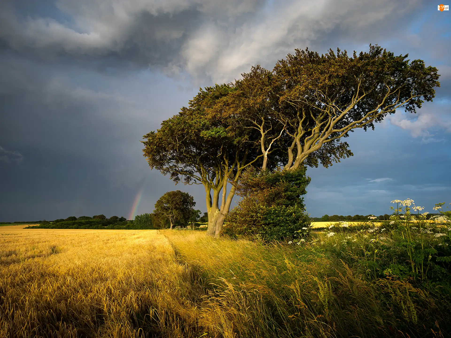 Hrabstwo Norfolk, Wieś Thornham, Tęcza, Anglia, Trawy, Drzewo, Pole