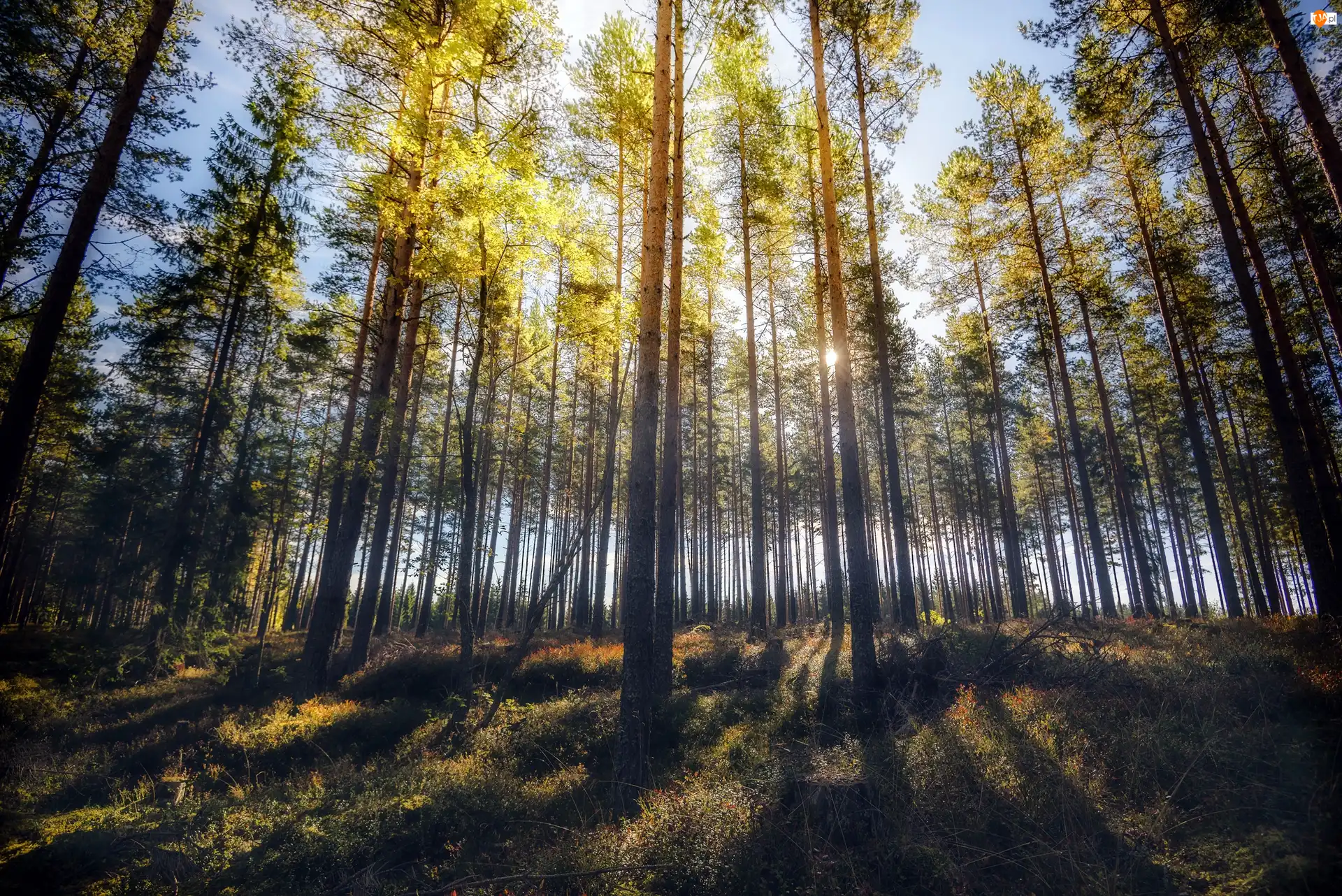 Przebijające Światło, Jesień, Drzewa, Las