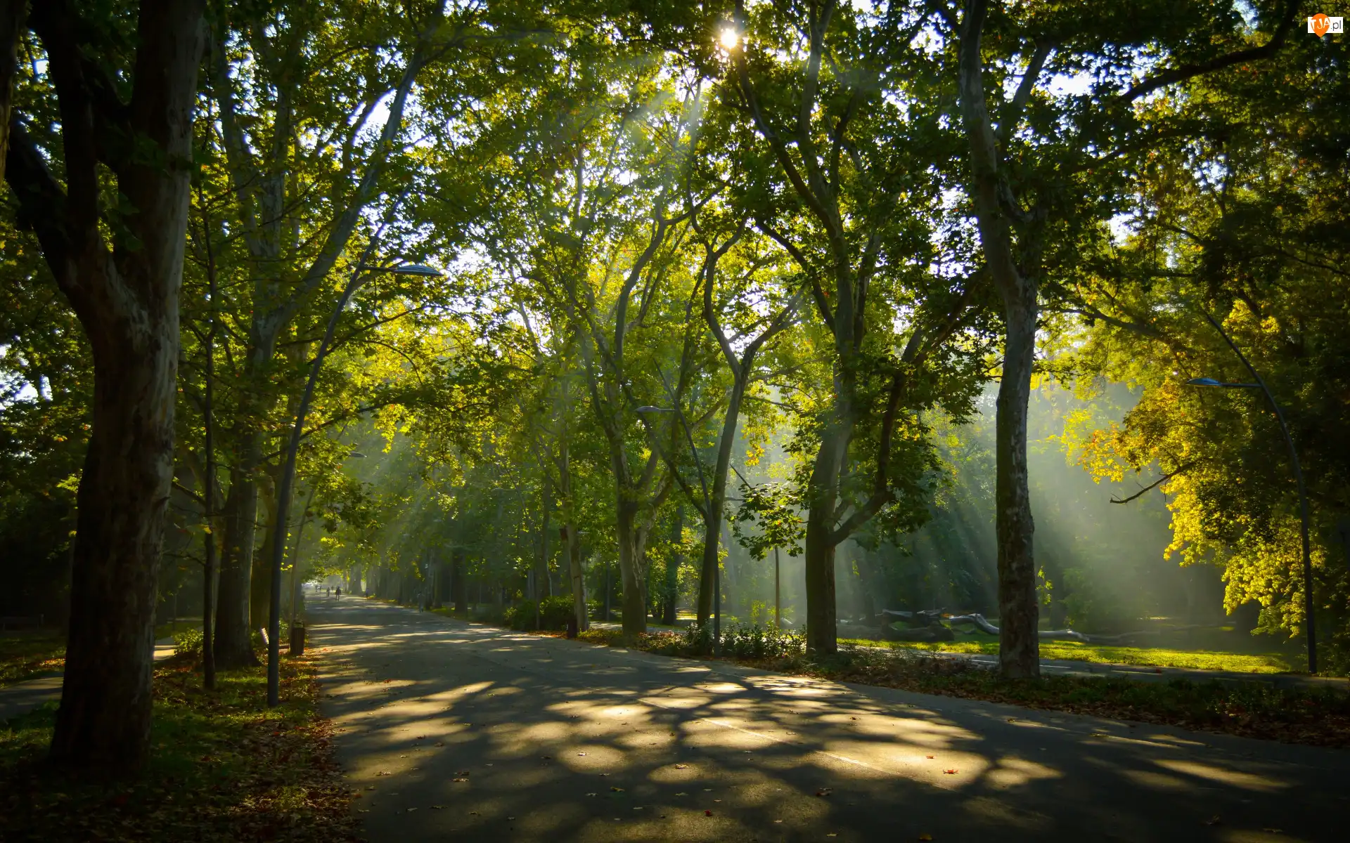 Drzewa, Park, Przebijające światło, Lato, Aleja, Zieleń