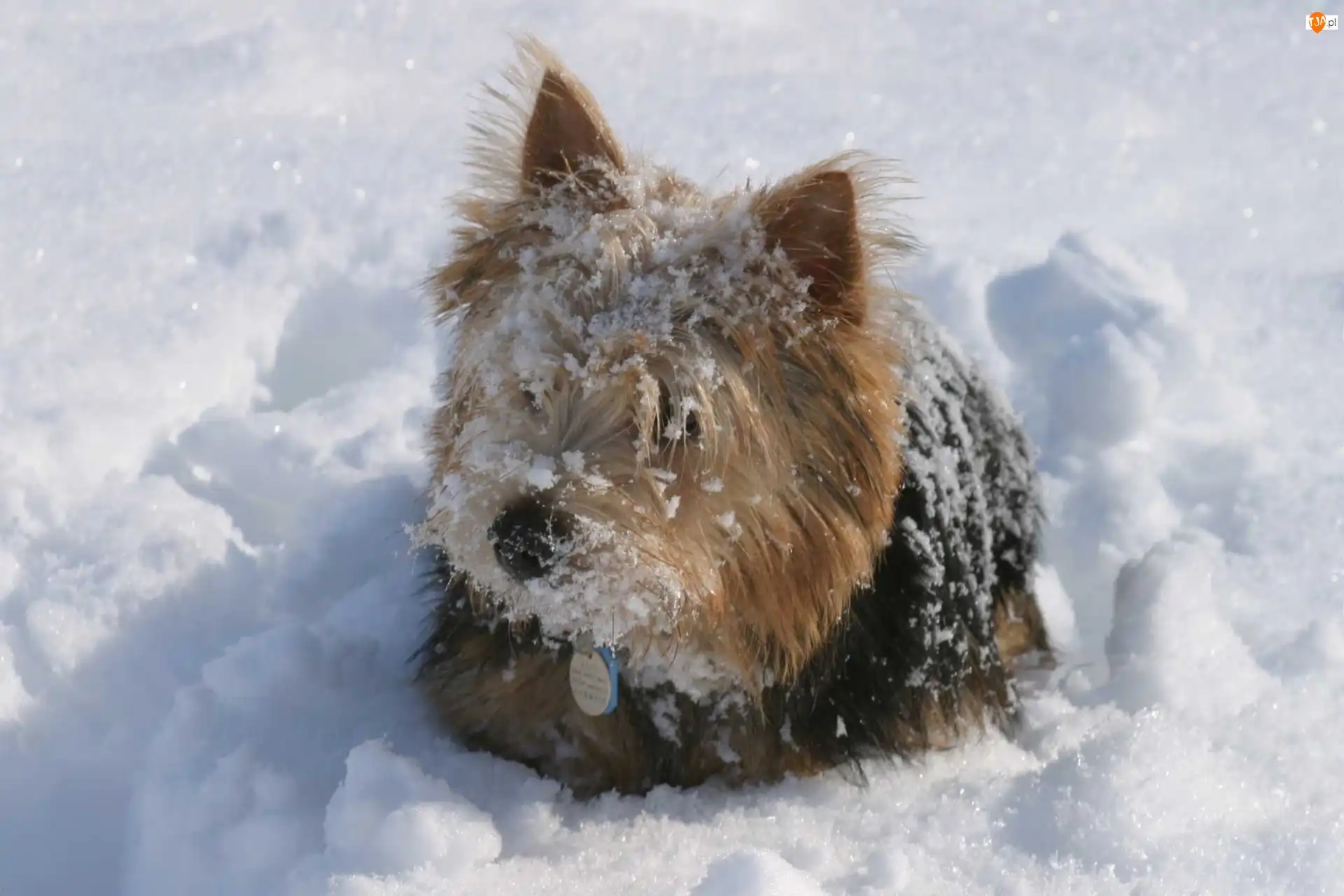 śnieg, Norwich terrier