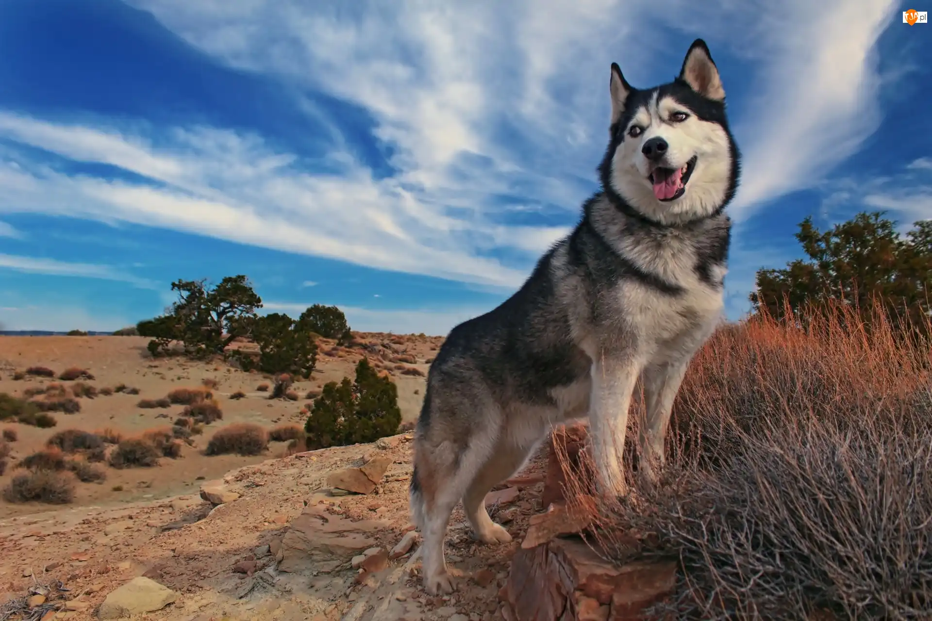Rośliny, Siberian Husky