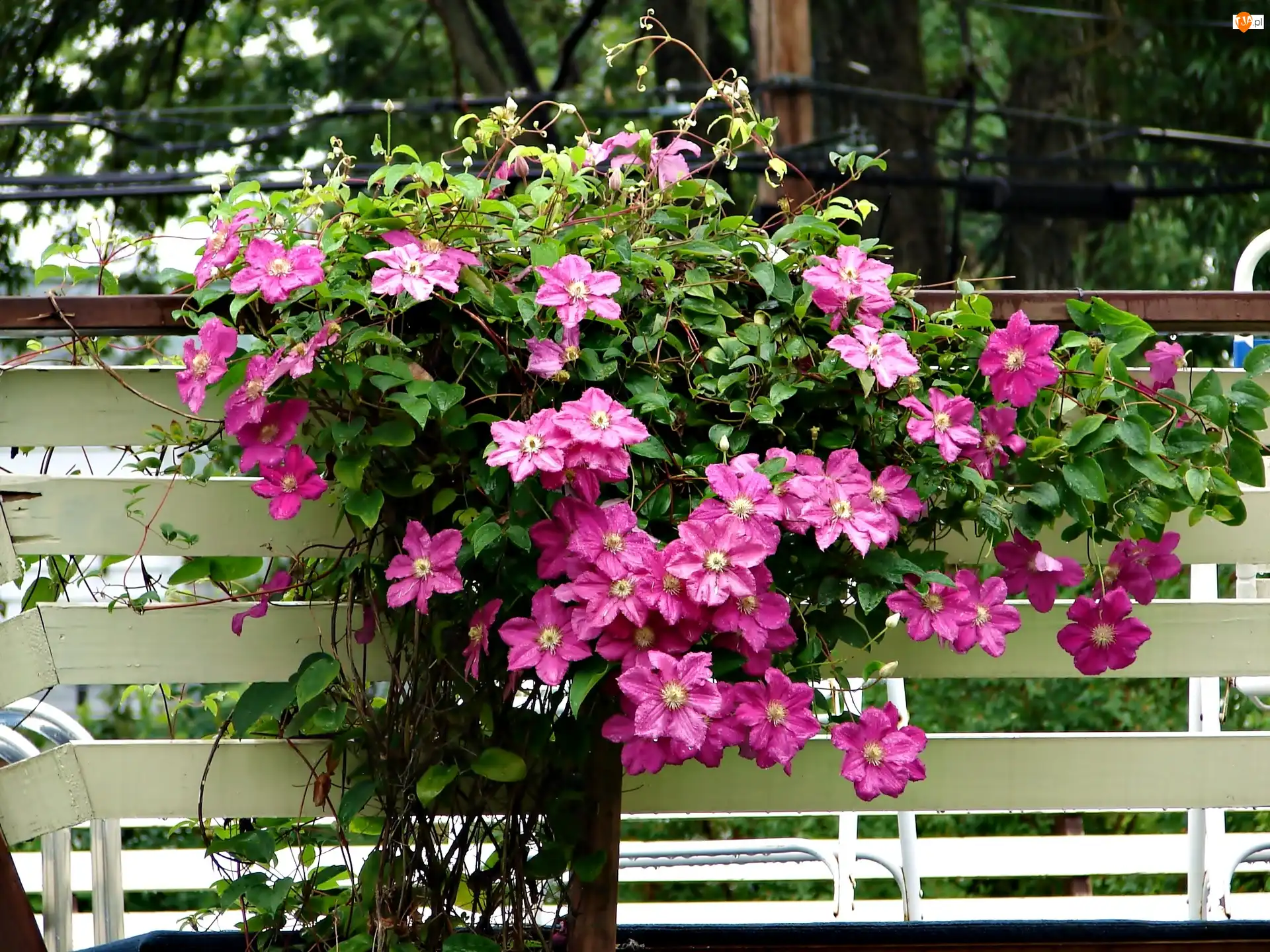 Płot, Clematis, Pnące, Kwiaty