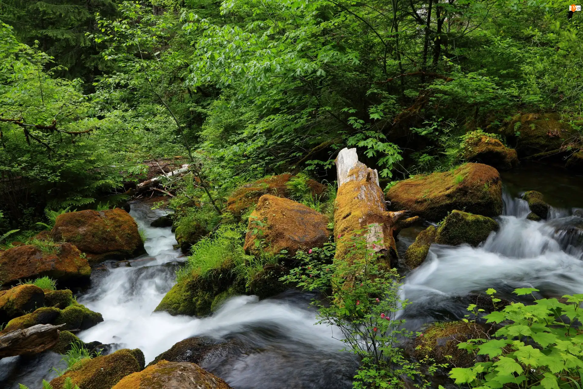 Stan Oregon, Rwąca, Drzewa, Stany Zjednoczone, Skały, Kamienie, Rzeka North Umpqua River