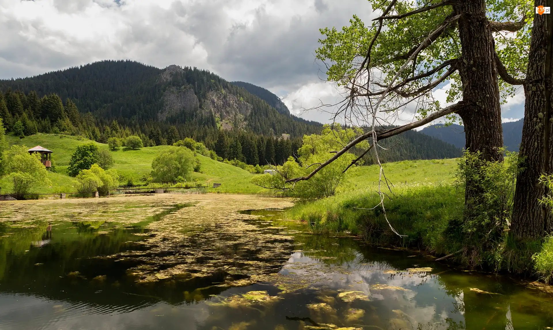 Góry, Staw, Altanka, Drzewa