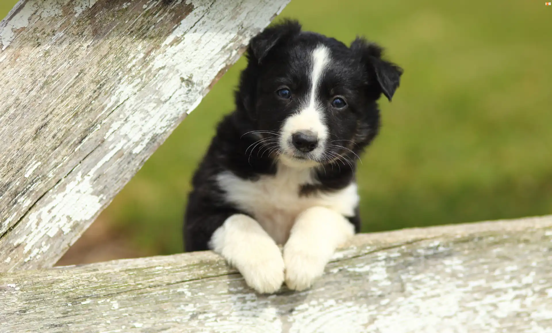 Collie, Słodki, Piesek, Border