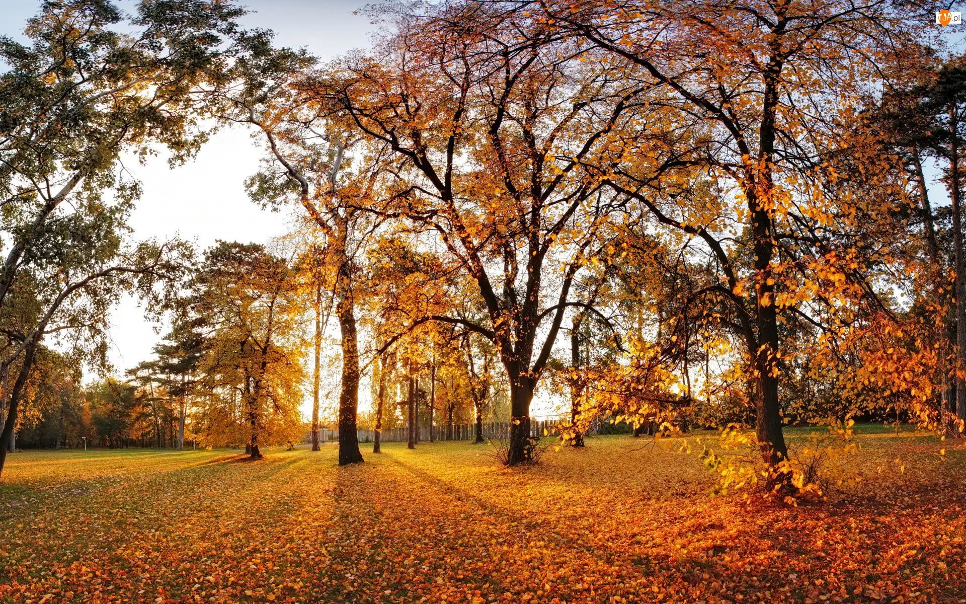 Drzewa, Niebo, Liście, Jesień, Park