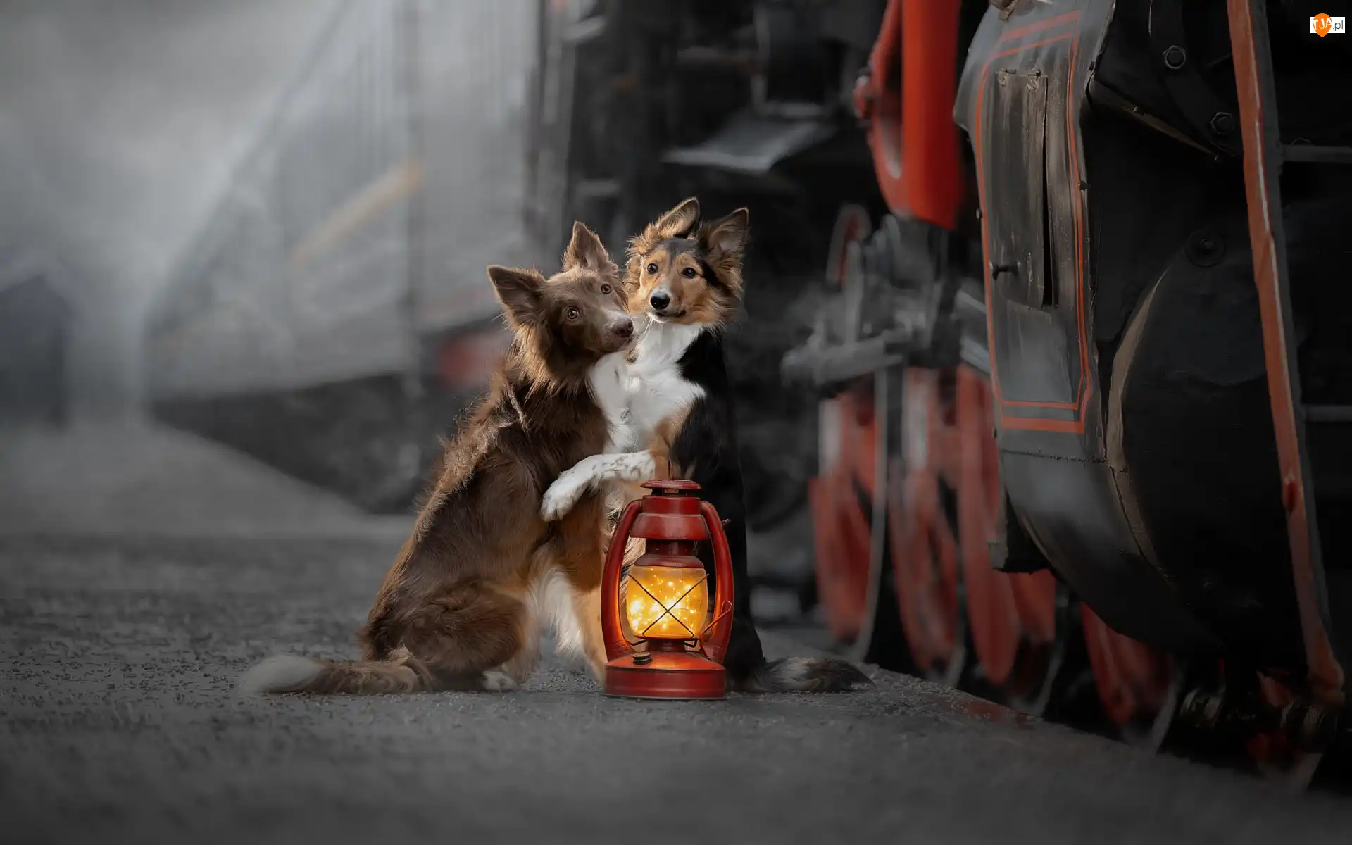 Border collie, Pociąg, Psy, Dwa, Lampa