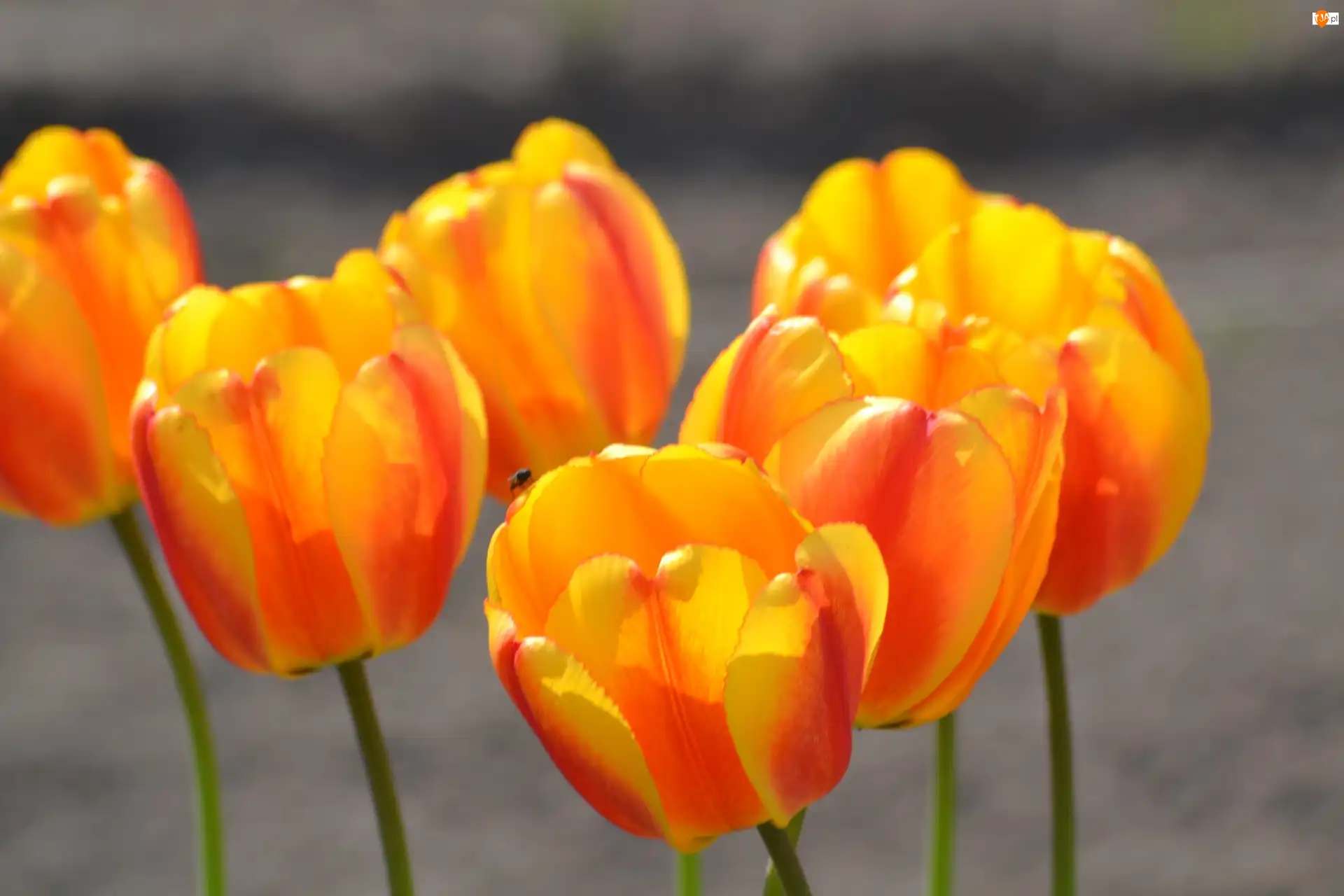 Tulipany, Pomarańczowożółte