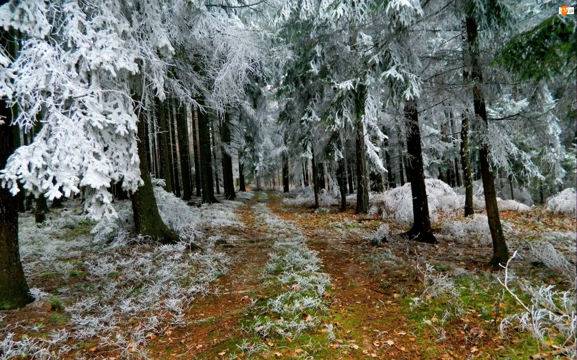 Ścieżka, Zima, Las
