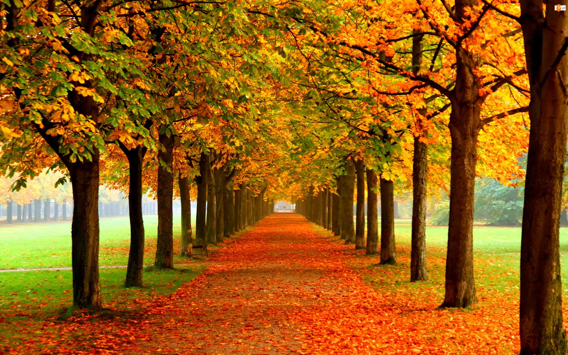 Liście, Jesień, Drzewa, Kolorowe, Park