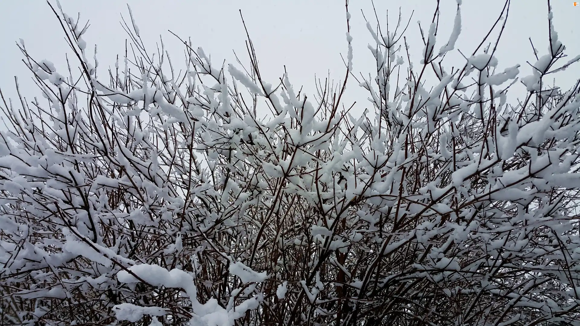 Zima, Ośnieżone, Gałązki
