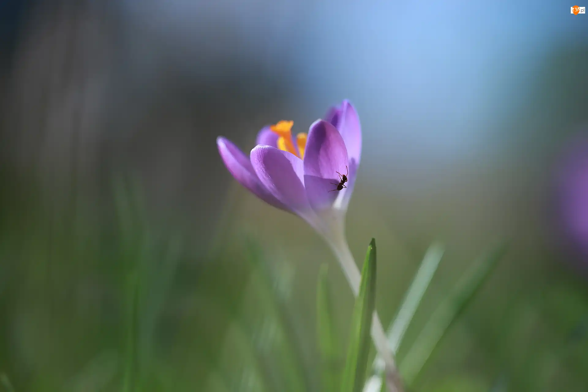 Mrówka, Fioletowy, Krokus, Kwiat