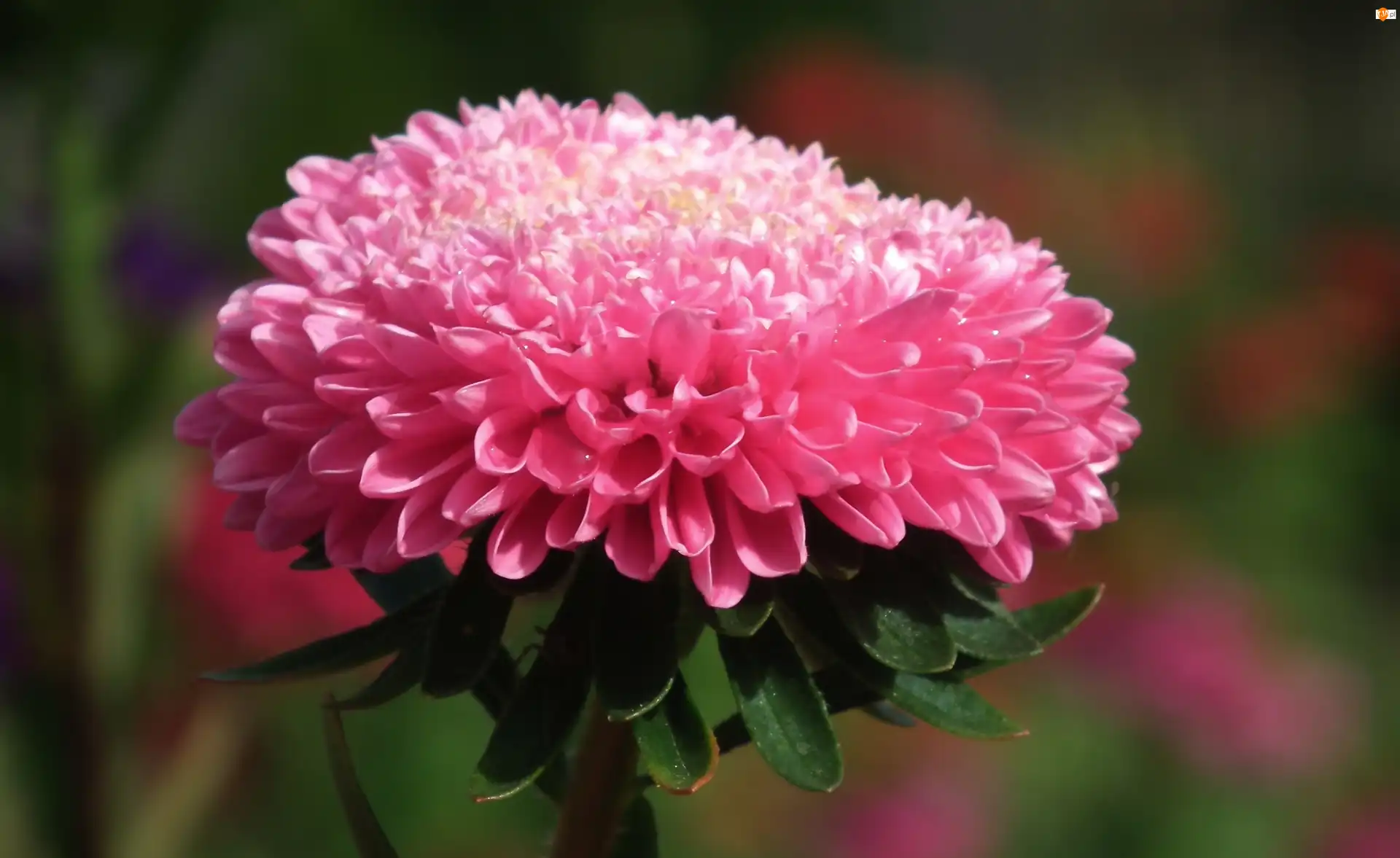 Aster, Przyroda, Kwiat