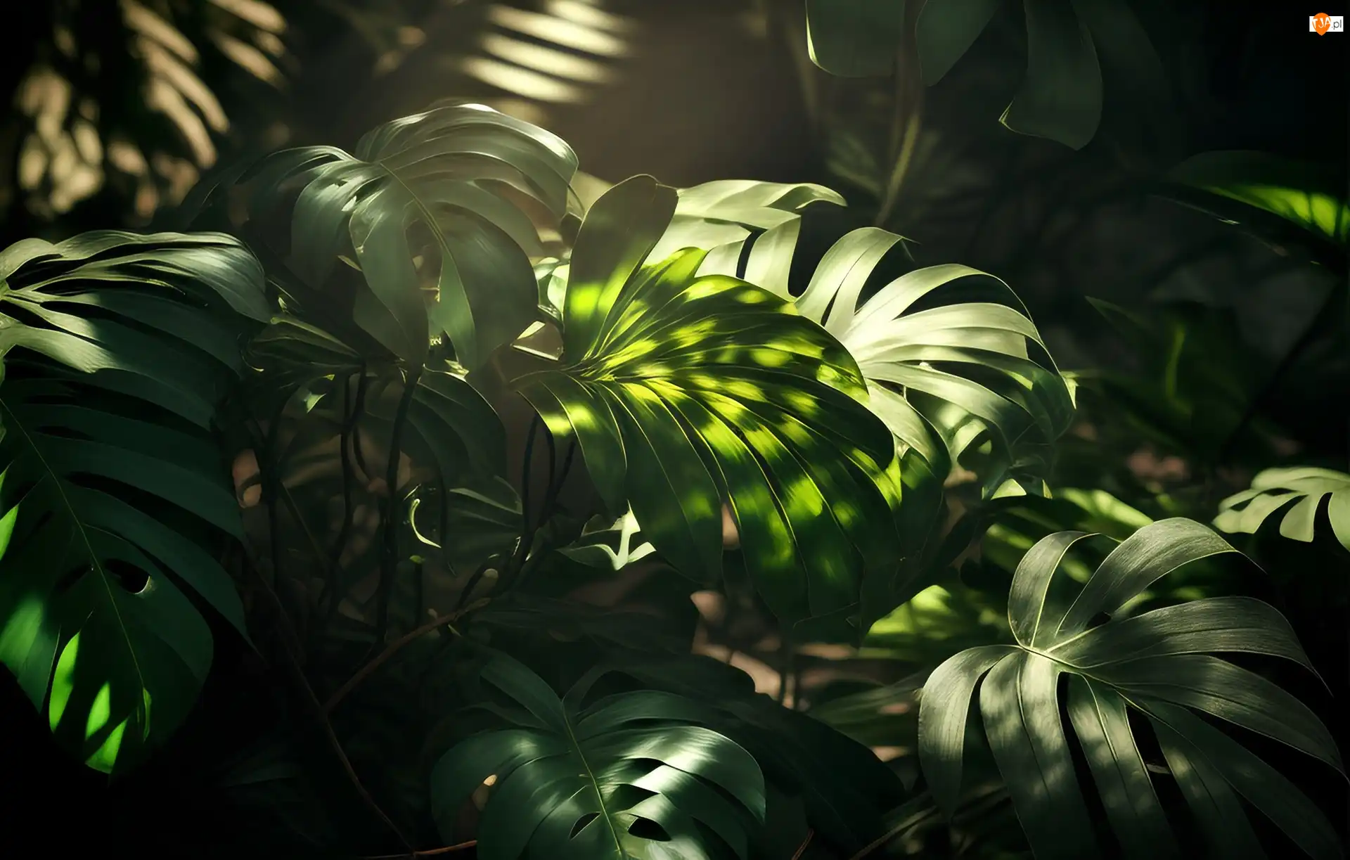 Światło, Liście, Monstera